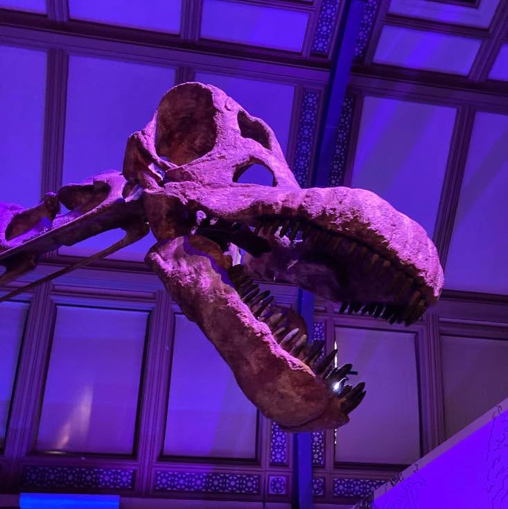 When it was first discovered, Patagotitan was considered to be the largest genus of dinosaur ever at an estimated length of thirty-seven metres and an estimated weight of sixty-nine tonnes!
This size estimate was later revised and new estimates put it at around thirty-one metres in length and fifty to fifty-seven tonnes.
Although this giant was smaller than first believed, it was still one of the largest and most impressive animals to ever roam the planet.
#patagotitan #patagotitanmayorum #titanosaur #titanosaurs #sauropod #sauropods #sauropoda #dinosaur #dinosaurs #dinosaursofinstagram #dinosaurfossil #dinosaurfossils #fossil #fossils #skeleton #skeletons #skeletonsofinstagram #fossilskeleton #fossilskeletons #skull #skulls #palaeontology #paleontology #museum #museumcollection #naturalhistory #naturalhistorymuseum #naturalhistorycollection #naturalhistorymuseum #naturalhistorymuseumlondon