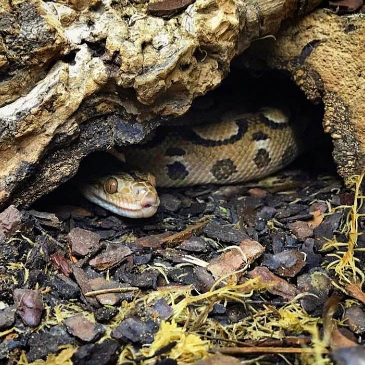 The Rainbow Boa (Epicrates cenchria) can be found in the forests of South America, often hiding in the branches.
They get their name from the iridescent shine which covers their body, giving them a slight 'rainbow' colouration over their otherwise brown and black patterning.
#rainbowboa #rainbowboas #rainbowboasofinstagram #boa #boasnake #boasnakes #epicrates #epicratescenchria #snake #snakes #snakesofinstagram #reptiles #reptilesofinstagram #animals #animalsofinstagram #exoticanimals #exoticanimalsofinstagram #southamerica #southamericananimals #brazil #brazilian #brazilianrainbowboa #brazilianrainbowboas #nature #naturephotography #naturalhistory #naturalhistorymuseum #naturalhistorycollection