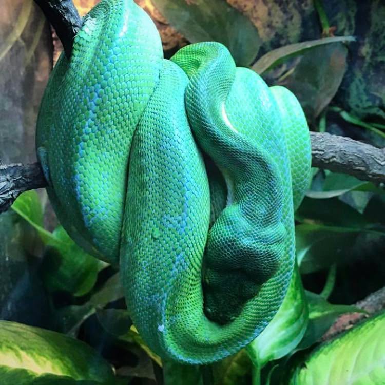 The Green Tree Python (Morelia viridis) is a large species of snake native to Indonesia, Papua New Guinea, and Australia. They are usually found in or near rainforests up in the trees where they coil themselves around branches.
Despite the large-scale smuggling of wild individuals for the pet trade, the Green Tree Python is currently rated as 'least concern' on the IUCN Red List.
#greentreepython #greentreepythons #treepython #moreliaviridis #python #pythonsofinstagram #snake #snakes #reptiles #reptilesofinstagram #animals #animalsofinstagram #naturephotography #nature #naturalhistory #naturalhistory #naturalhistorymuseum #naturalhistorycollection #rainforests #australia #indonesia #papuanewguinea