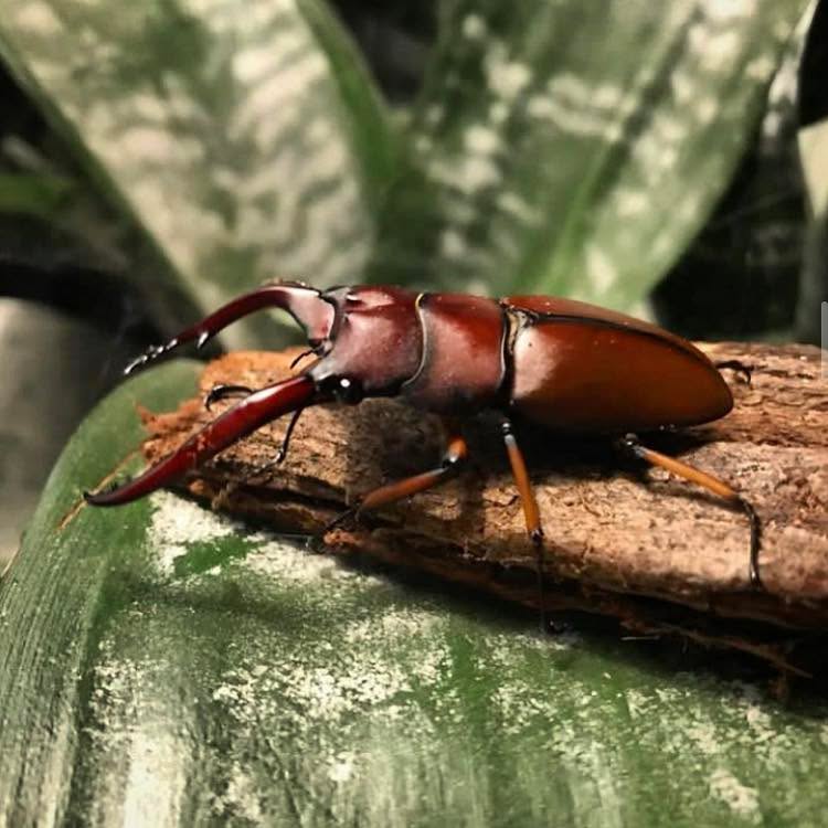 Stag Beetles, like the Common Red Stag Beetle (Prosopocoilus astacoides), get their name from the elongated mandibles which resemble the antlers of deer and are used in much the same way.
Male stag beetles will often fight each other with these 'antlers', looking to dislodge the other's tarsal claws and knock them over.
#beetle #beetles #stagbeetle #stagbeetles #stagbeetlesofinstagram #stag #stags #prosopocoilus #prosopocoilusastacoides #invertebrates #inverts #invert #bugs #bugsofinstagram #insects #insectsofinstagram #nature #naturephotography #animal #animals #animalphotography #animalsofinstagram #naturalhistorymuseum #naturalhistorycollection #naturalhistory
