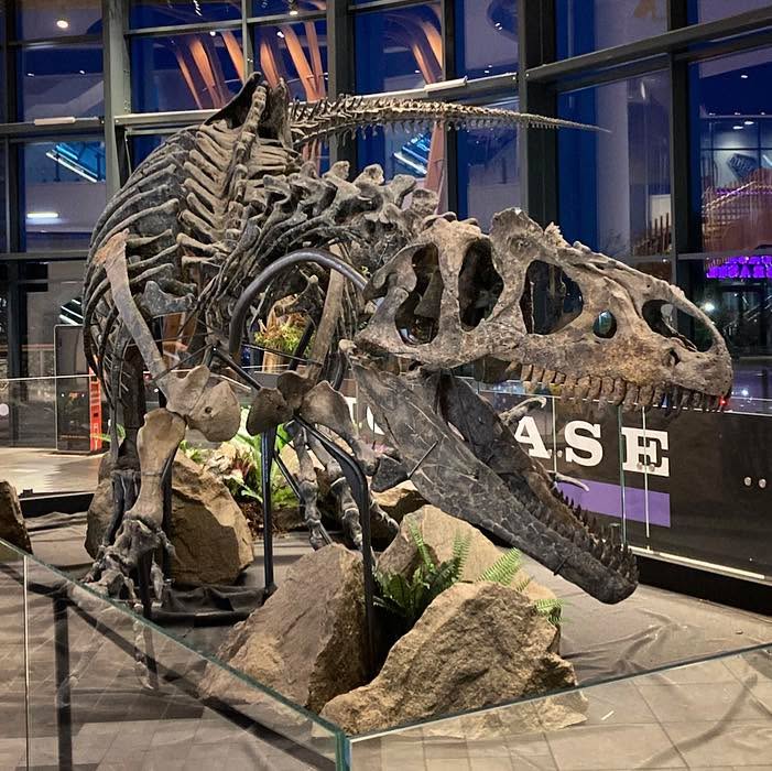 The name Allosaurus means ‘Different Lizard’ in reference to its inverted vertebrae which were unique when this theropod was first described in the 1877.
#allosaurus #allosaurusfragilis #theropod #theropoda #dinosaur #dinosaurs #dinosaursofinstagram #reptiles #reptilesofinstagram #animals #animalsofinstagram #fossils #skeleton #dinosaurskeleton #museum #naturalhistory #naturalhistorymuseum #nature #naturephotography