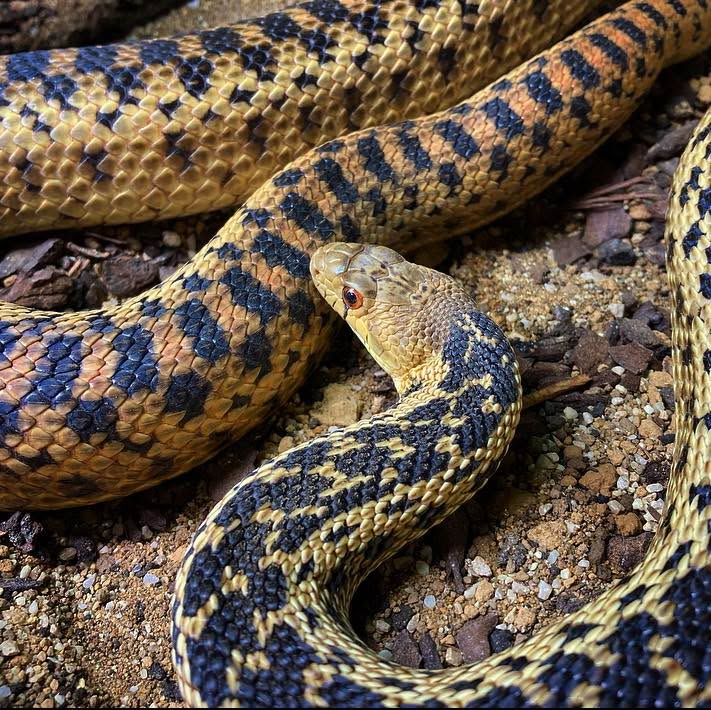 The San Diego Gopher Snake (Pituophis catenifer annectens) is a non-venomous species of colubrid snake native to North America.
They are often mistaken for the Prairie Rattlesnake (Crotalus viridis) due to their similar colouration and patterning. Gopher Snakes also coil up and strike similar to a rattlesnake when they feel threatened, although they will usually strike with a closed mouth.
#gophersnake #snake #snakes #pituophis #pituophiscatenifer #pituophiscateniferannectens #reptile #reptiles #reptilesofinstagram #reptilephotography #snakesofinstagram #animals #animalsofinstagram #exoticanimals #exoticanimalsofinstagram #nature #naturephotography #northamerica #northamericansnakes #naturalhistory #naturalhistorymuseum #naturalhistorycollection #naturalhistory #naturalhistorymuseum #naturalscience #naturalsciences #naturalsciencemuseum