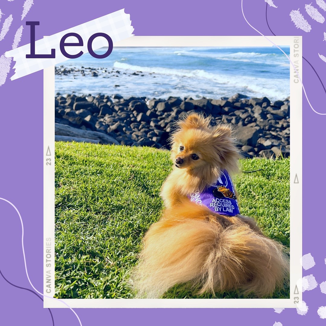 โจCome get to know this years RAD calendar pups!โจ
โ๏ธSmall but mighty, with a big personality to boot, Leo the Pomeranian provides critical support to his human, even reminding her to take her lifesaving medication.
His handler is incredibly proud to see Leo accomplish goals that some others believe little dogs arenโt capable of and she is impressed by his quick learning abilities! Leo bonds with his human through their morning grooming sessions, which keep him looking spiffy for the job! In his downtime, Leo loves exploring rock pools and soaking up the sun.
Have a question for the RAD team? Send us an email at
info@raddogsinc.com.au
Want to know more about RAD dogs and what we do? Visit our website
https://www.raddogsinc.com.au
#assistancedog #raddogs #pupsinpurple #dogs #melbournedogs #adit #sdit #servicedog #radassistancedogs #radinc
#spoiltpuppy #assistancedogvest #australianassistancedog