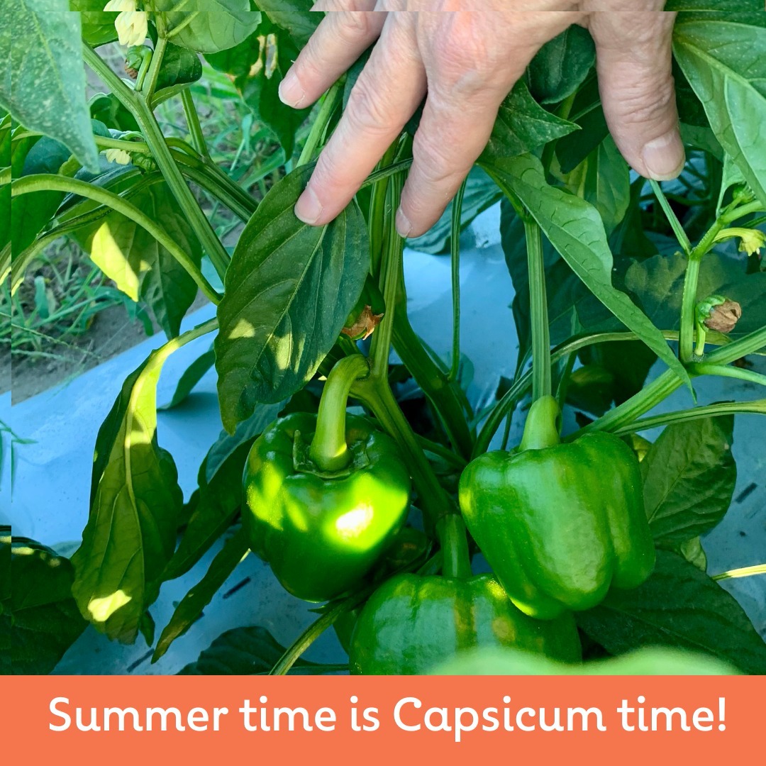 Whilst Capsicums are available in Australia all year round they are generally more abundant and cheaper in summer!
Over 75,000 tonnes of capsicum are grown in Australia each year with a wholesale value of over $200 million!
Like tomatoes, capsicums are technically a fruit but are consumed like a vegetable. They are grown across all states in Australia but the bulk of production is in Queensland as they prefer a warmer, tropical climate.
Capsicums, along with tomatoes, potatoes, chilli and eggplants are members of the nightshade vegetable family. The origin of the name “nightshade” is not clear, but some suggest the name describes how these plants prefer to grow and flower in the night and shade. While these vegetables don’t seem to be related by look or taste, the one thing they share in common is that each plant sprouts the same type of flower.
Capsicums can be found in green, yellow, orange, red black and purple varieties but they all start off as green!
Red capsicums have very high levels of vitamin C – 1 capsicum has enough vitamin C to meet the daily needs of 10 people and yellow and green capsicums have nearly as much. Capsicums are also rich in beta carotene which the body converts to vitamin A, and an excellent source of vitamin E.
This versatile vegetable can be stuffed, roasted, used in stir-fries and salads or simply eaten raw!
@birdseye_au
@chefmattmoran
@charliearnott1
@deliciousaus
@chief.nutrition
@phoebe_norman
@redtractorfoods
@newgapyear
@stephtrethewey
@catherinevelisha
@lachyfeggans
@lucianomesiti
#thankful4farmers #thankful #Farmers #Australianfarmers #Farming #Organic #Farm #Farmtoplate #australia #foodsecurity #product #quality #community #sustainableagriculture #picker #labourshortage #ausfreshproduce #fresh #produce #goandpick #newgapyear #goandpour