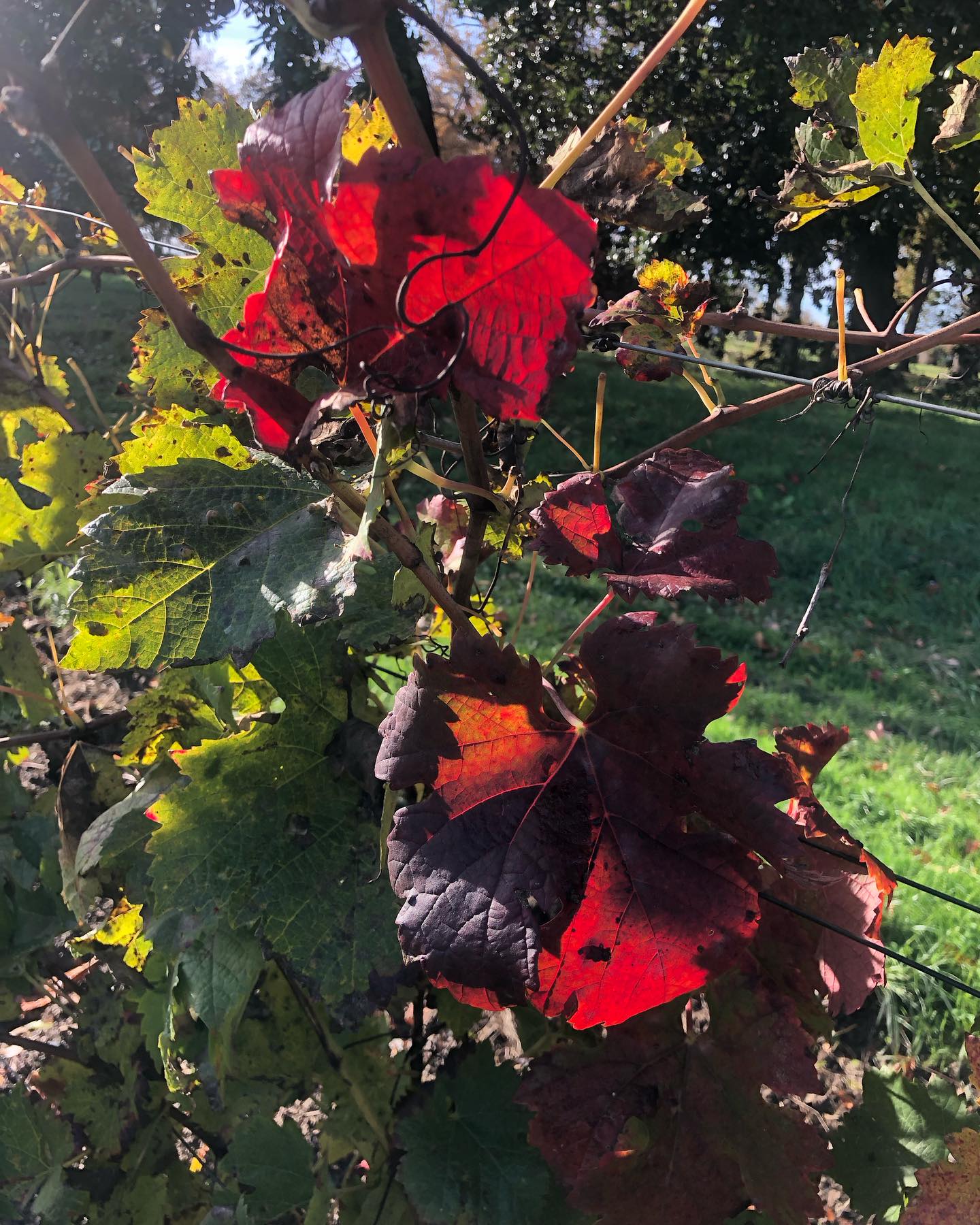Changement de couleur dans nos parcelles … 🍃