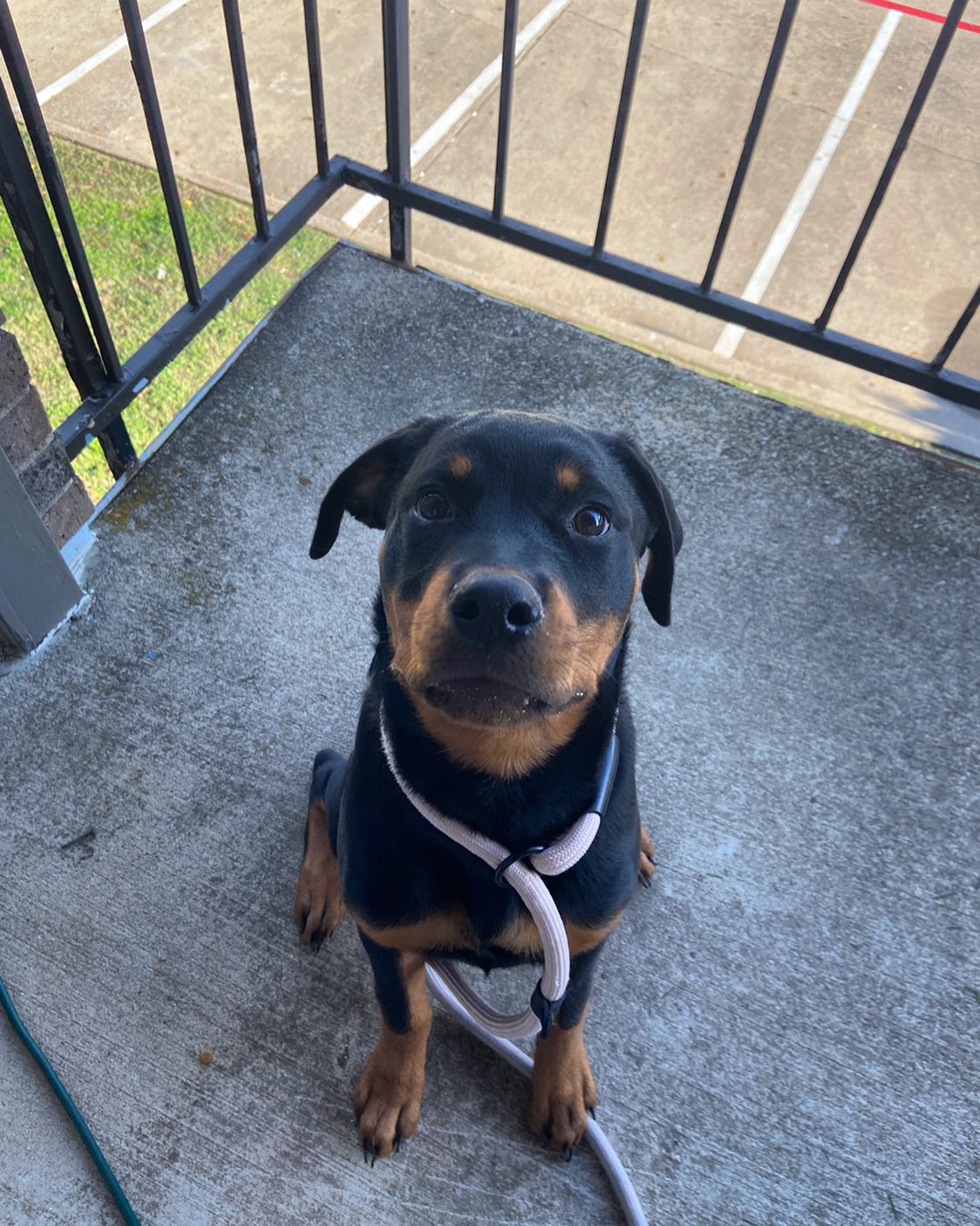 Nova is here for a 2 week puppy board and train. She is learning the basic of how to be the best dog she can be.
#dogtraining #dogtrainer #dogobediencetraining #rottweiler #rottweilerpuppy