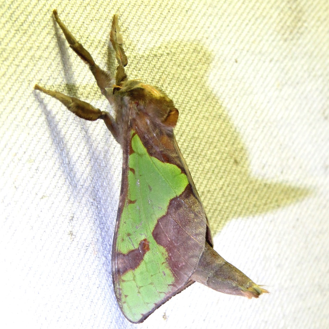Introducing the female Common Splendid Ghost Moth, Aenetus ligniveren - the latest addition to the Co-op Moth list at No. 504.
Last week the number of recorded moth species went past the 500 mark - yet another demonstration of the high biodiversity of our 'patch of bush'.
Pics: fp
#australianmoths #roundthebendconservationcooperative #privatelandconservation #conservation #landcare #protectnature #biodiversity