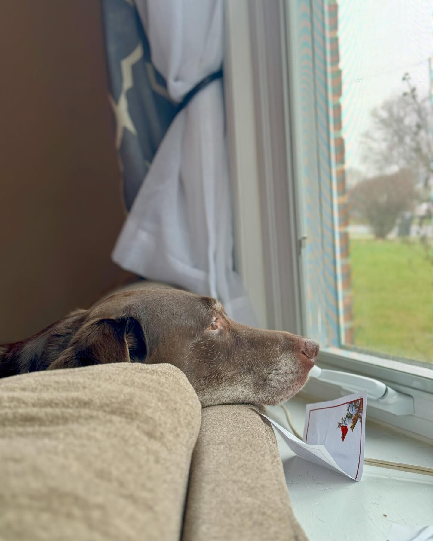 When all you really want for Christmas is an extra dog walk with your best friend. ๐ฅฒ #alliwantforchristmasisyou #chocolate #lab #longing #tistheseason #Luna #chocolatelab