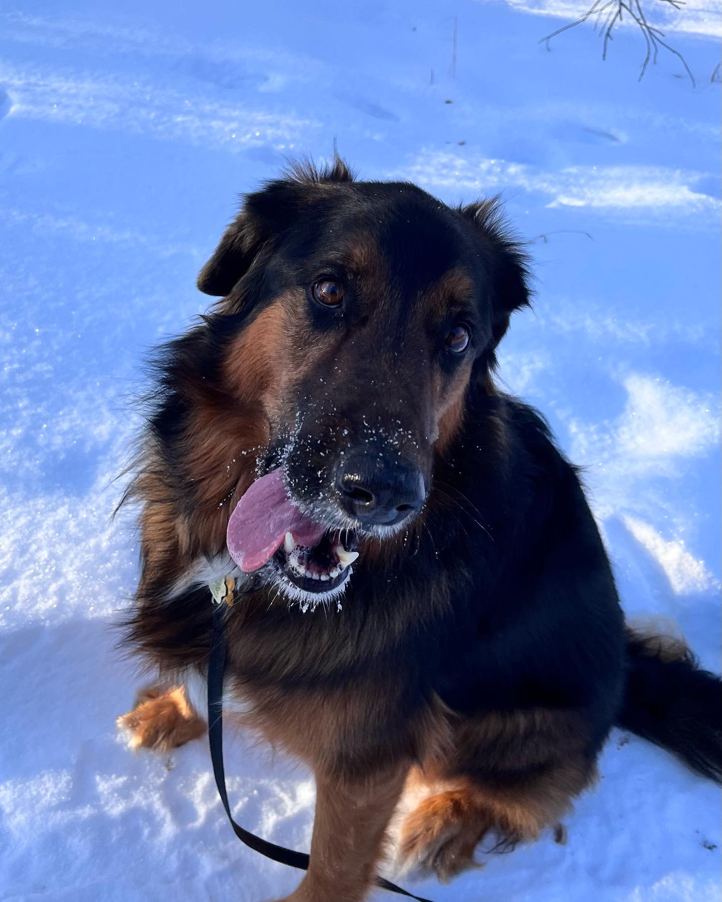 Swipe for some sweeties 🐶🐾