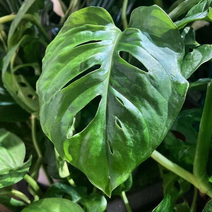 Monstera plants can be found throughout the tropical regions of North and South America. They get their name from the Latin word for 'monstrous' or 'abnormal' in reference to their unusual-looking leaves - but why do their leaves have holes in them?
Their fenestrated leaves let sunlight reach the plant's lower parts and allow for more even growth. This method also requires the plant to expend less energy to maintain its leaves.
#monstera #monsteradeliciosa #monsteraobliqua #plants #plantsofinstagram #plant #plantlife #nature #naturelovers #naturephotography ##naturalhistory #naturalhistorymuseum #naturalhistorycollection #tree #forest #forestlife #forestphotography #northamerica #southamerica #tropicalforests