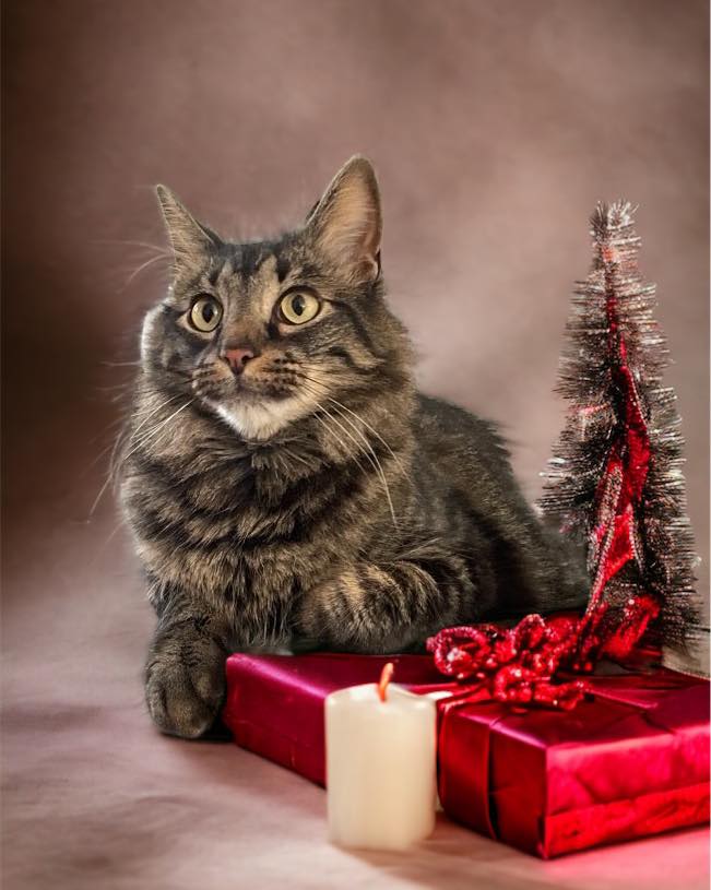 Asher wants to let everyone know that being in his presence is *the* best holiday gift anyone could ask for.
.
.
.
#catsofig #holidaycats #sophisticated #asher #thebest #delawarepets #petsitting