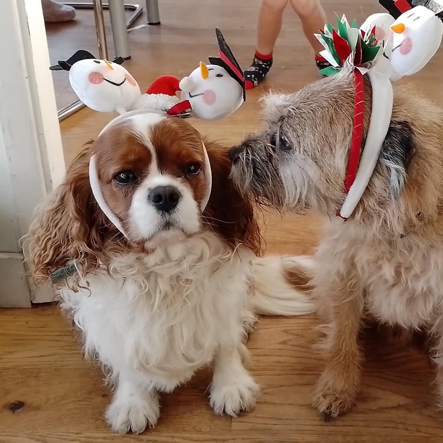 Merry Christmas from us all at AT Architects 🧡🎄
Have a fantastic break, and we look forward to seeing you all in the new year!
Note: Ralphie always looks like this, he loved it really!
#merrychristmas #officedog #atarchitectsuk