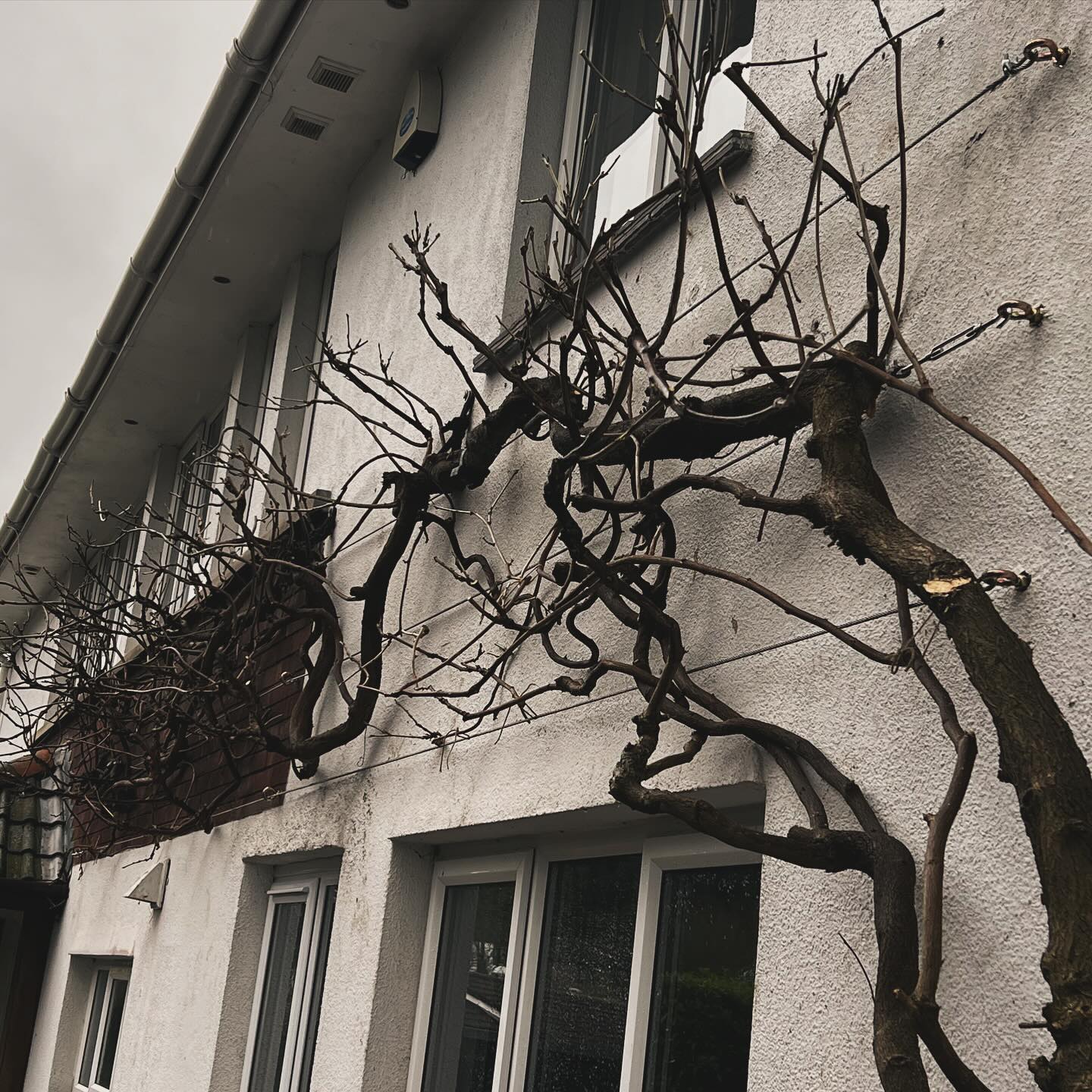 We rescued an old Wisteria today, gave it a prune and fixed up a new tensioned wire rope trellis.
#wisteria
#trellis
#wintergarden
#gardenmaintenance
#countrylife
#gardendesign
#landscapegardening