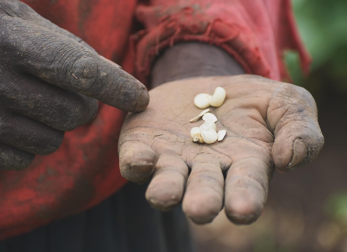 ๐ฟFarmers are noticing the difference between organic and hybrid seeds, and itโs crucial for them to recognize this distinction.
๐ซ Organic seeds are grown naturally, without synthetic chemicals or genetic modification, promoting biodiversity and sustainability. On the other hand, hybrid seeds are bred for specific traits, often resulting in higher yields or disease resistance but may require more inputs. Understanding the impact of seed choice is key to sustainable agriculture and ensuring the health of both crops and ecosystems.
๐ชLetโs empower farmers with knowledge to make informed decisions for a greener future! ๐ฟ๐พ
#OrganicFarming #SeedChoice #SustainableAgriculture