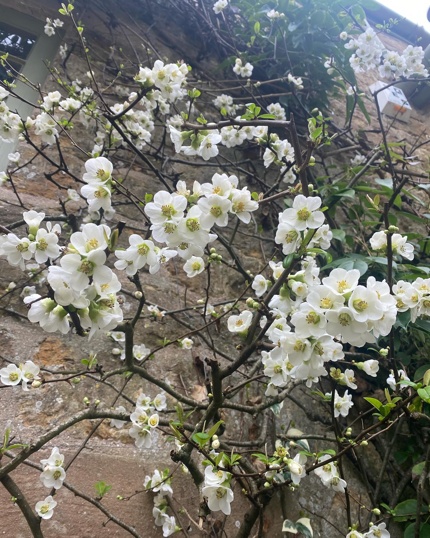 Plant of the week…. Chaenomeles speciosa ‘Nivalis’. This is a vigorous climber better know as a flowering quince. At this time of year they are smothered with pretty, pure white flowers usually from from March to May so a little early this year. Followed by aromatic, green-yellow fruit which can be cooked. Excellent for planting on a sunny or partly shady wall with moderately fertile, well-drained soil. A great plant that comes in several colours from pale apricot to rich red. #earlyfloweringclimber #Chaenomeles speciosa ‘Nivalis’ #flowering quince #springblossom #purewhiteflowers #lovespringtime