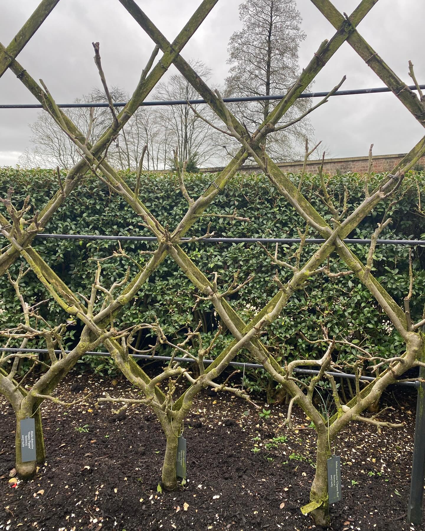 Wonderful day last week on the winter fruit tree pruning day @thenewtinsomerset As always learnt such a lot and great getting stuck into the pruning despite awful weather. Love the Belgian fence and the way the trees fuse over time where they cross over. Nature never ceases to amaze me. Thank you to the team for a great day and a delicious lunch! #winterfruittreepruning #lectureday #thenewtsomerset #practicalleaerning #understandingtrees #everydaysalearningday