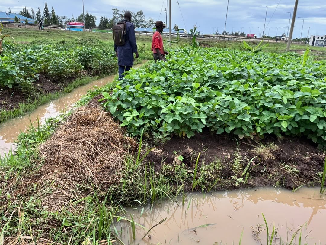 Following up with farmers and promoting the idea of model farms is a huge part of the success of our overall program. We incorporate this at every stage and ensure farmers are being supported. Farmers are encouraged to work on their own farms after each session to ensure that theyโre understanding the practicality of the work long term. ๐งโ๐พ๐ฑ
#permaculture #permaculturekenya #farmersalliananceforrestoration #restorativepractices #farmersalliance #nyaheravillage #permaculturekisumu #permacultureproject #development #resilience #regenerativeagriculture #regenerativefarming #sustainablefarming #smallholderfarmers #smallholderresilience #research #monitoringandlearning #skillbuilding #farmerempowerment #empoweringcommunities #communitydevelopment
