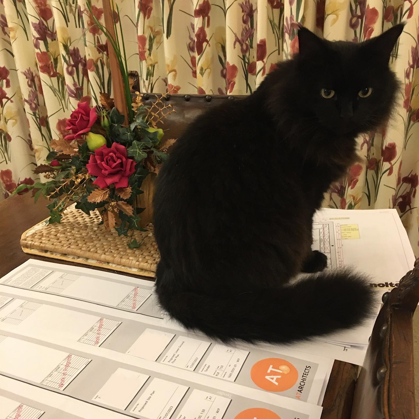 We know who the real boss is in this house hold… 🐈⬛
Glad to see Bear is casting his eyes over the extension and renovation of his home in Warwickshire that will be commencing on site early Spring!
More details to be revealed before then!
#architecture #cat #home