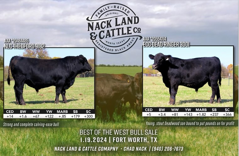 Nack Land and Cattle Company is proud to present two bulls that will be selling at the Best of The West Texas Angus Sale in conjunction with the Fort Worth Stock Show and Rodeo this Friday!
Lot 81: NLC Thedford 9182. If you’re looking for an excellent calving ease bull, look no further. With a dam sired by one of the breed-leading bulls, Fireball, this Thedford bull will excel on grass and give producers the performance they need.
Lot 79: ECC Dead Ringer 3D01. Sired by the $900,000 Deadwood and out an Enhance daughter, 3D01 offers added growth and carcass merit with an outcross pedigree. With an updated 368 $C, this bull will take your herd to new heights.