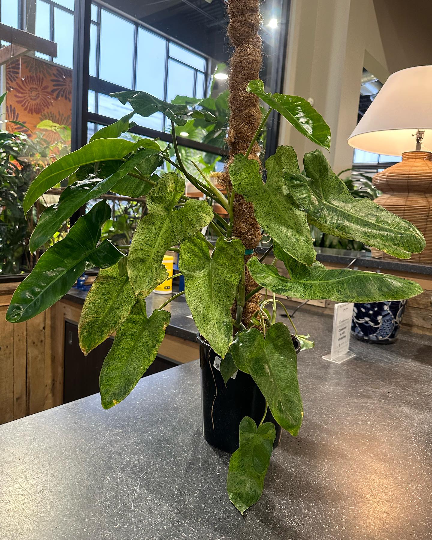 My new plant #plants #plantsplantsplants #plantslover