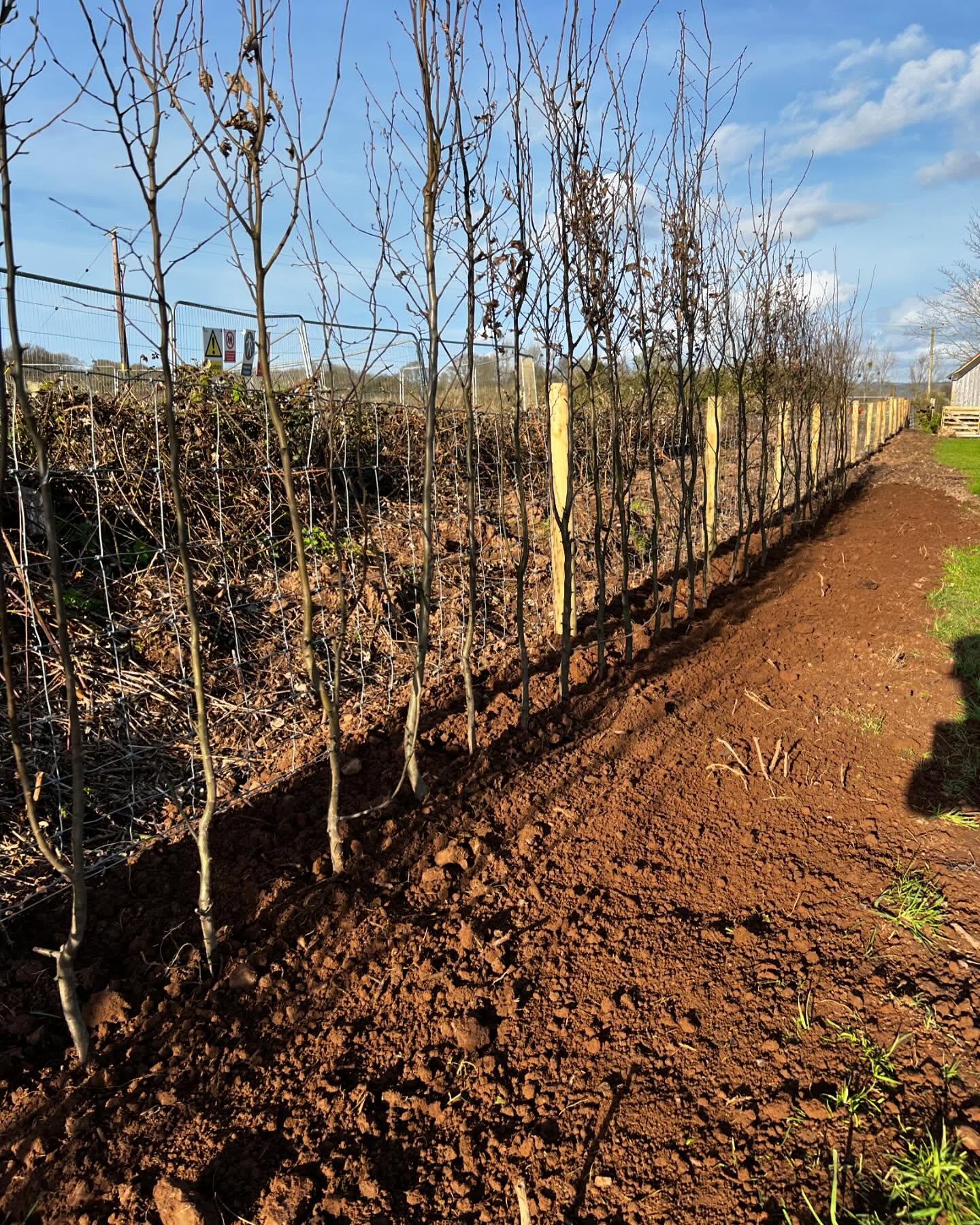 Clearing a boundary of scrub, new stock fence and a lovely bare root hornbeam hedge planted up !!
#stockfence
#scrubclearance
#hornbeamhedge
#bareroot
#landscapegardening
#hedgeplanting
#gardenmaintenance