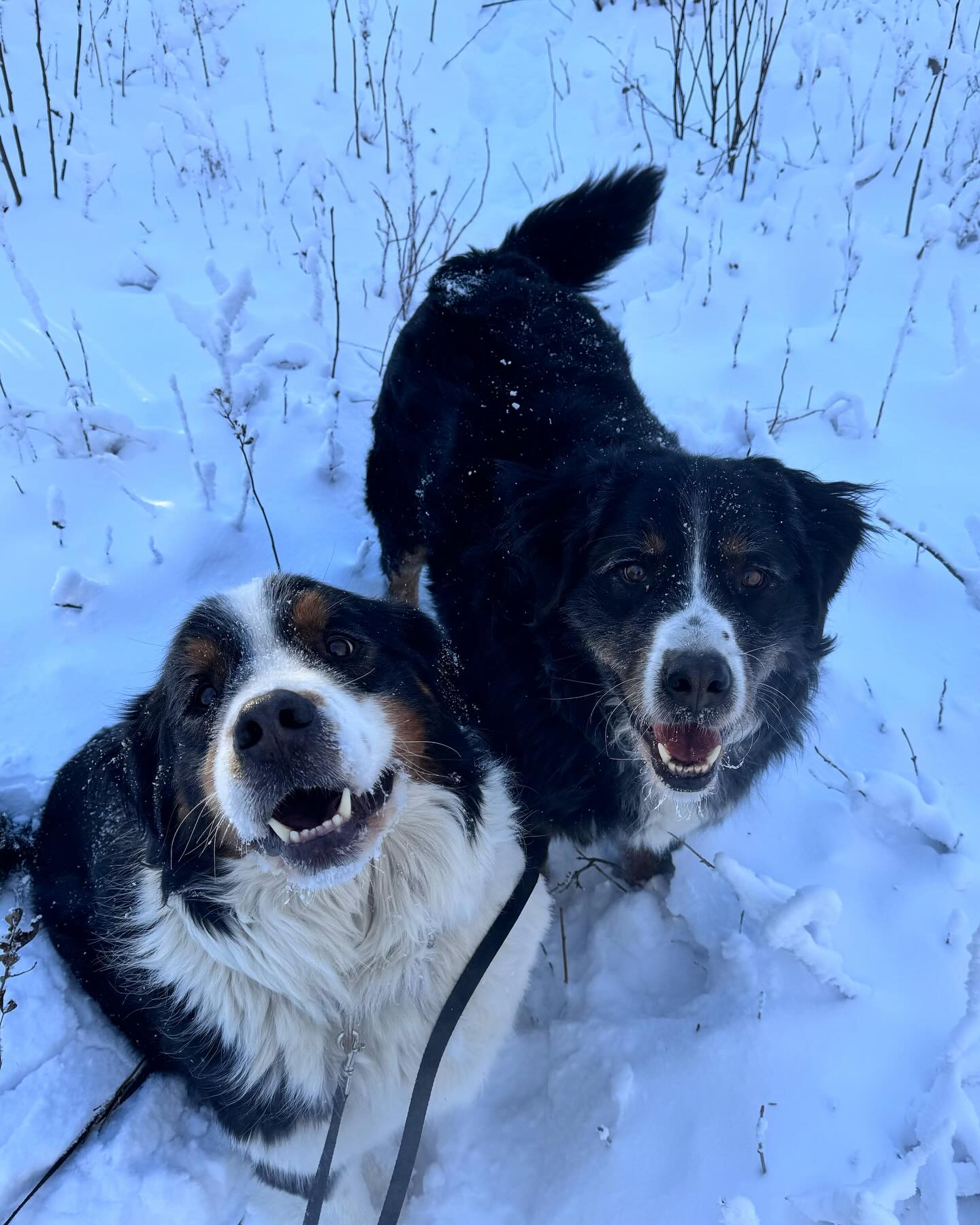 Cold weather can’t keep us down! 🤍
In our heated facility at ‘Round The Bend, we guarantee our guests a dry and cozy stay, with the added assurance of a humidity and temperature sensor. Our priority is to give clients peace of mind when entrusting their pups to us.🐾
