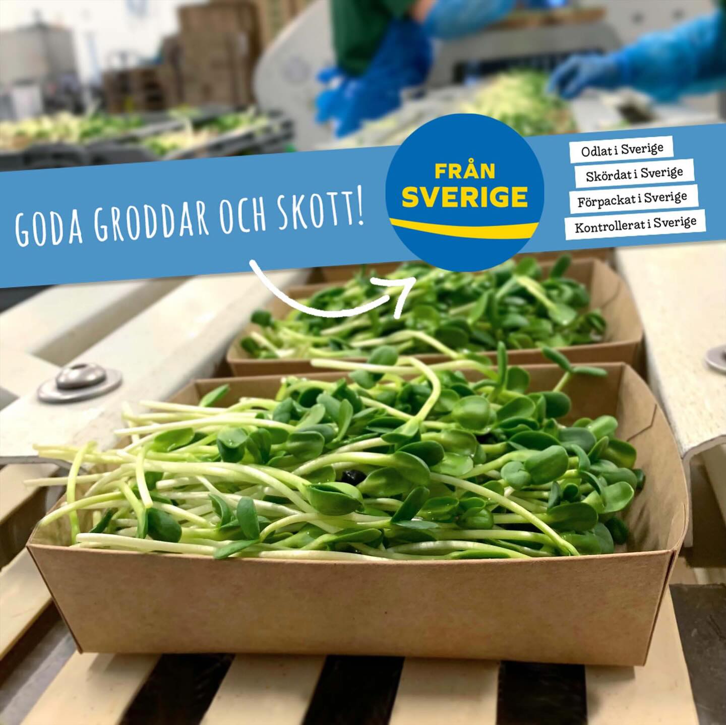 Vi anvĂ€nder mĂ€rkningen FrĂ„n Sverige! đ
Det gör vi för att vi vill att det ska vara enkelt för vĂ„ra kunder att vĂ€lja svenskproducerat. Vi tycker att FrĂ„n Sverige-mĂ€rket stĂ„r för kvalitet och det garanterar att produkterna Ă€r odlade, förĂ€dlade, förpackade och kontrollerade i Sverige. đžđȘđ±
@fransverige.se
#groddar #skott #svenskodlat #nÀrodlat #eko #ekologiskt #nyttogront #mikrogrönt #svenskproducerat #hÀlsa