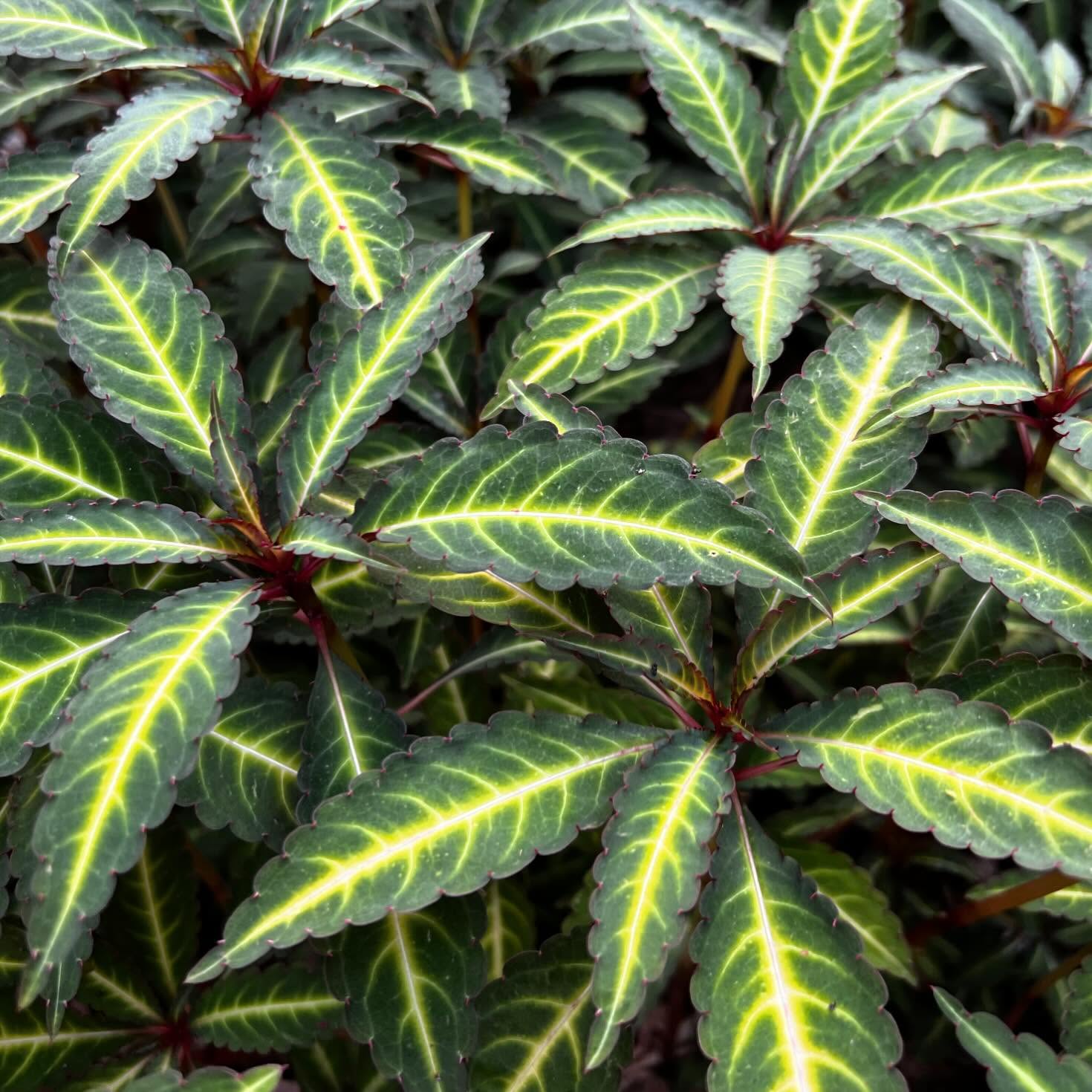 Impatiens omeiana…what a stunning variety of busy lizzie. This beaut thrives in a shady damp spot, with stunning foliage and a yellow flower, it’s sure to give vibrant enjoyment year after year.
