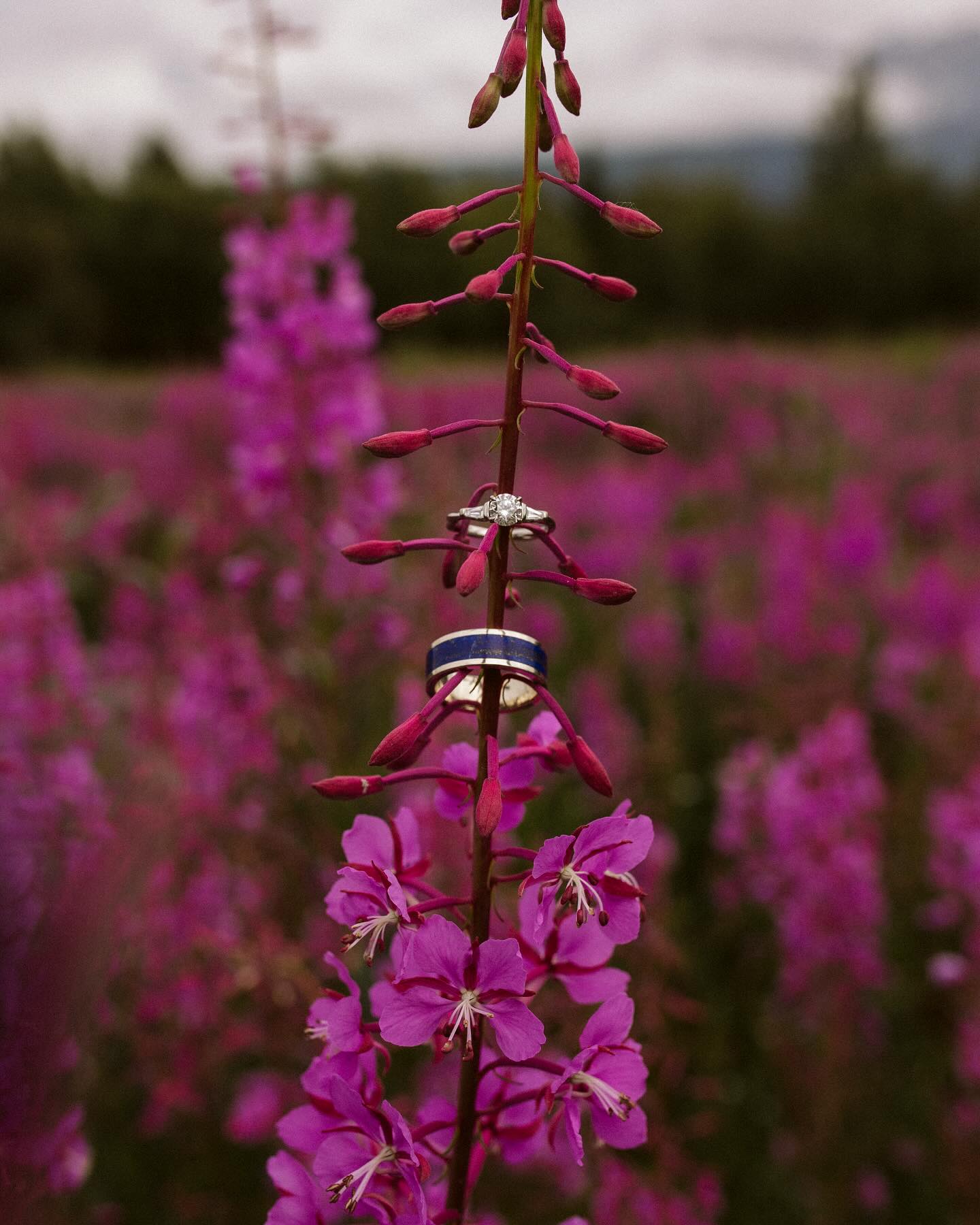 What’s the best weed in Alaska?
•
Brad & Jess | in the fireweed
•
#alaskawedding #alaskaweddingphotographer #wedding #weddingphotography