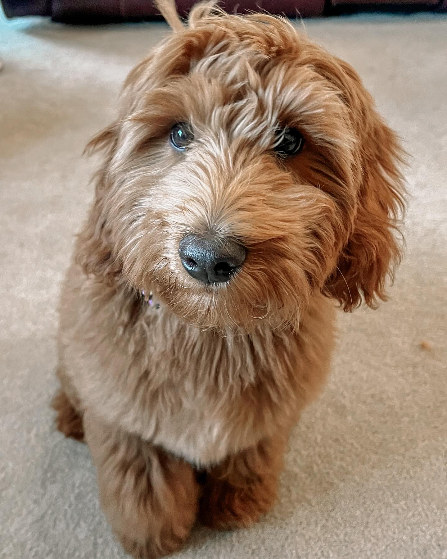 This handsome client of mine is learning all his puppy foundation cues (and fast might I add!) Cues are important because they allow for clear communication and canine problem solving. As puppies learn to associate certain actions with specific cues, they develop cognitive abilities that can be beneficial in various aspects of their daily life.