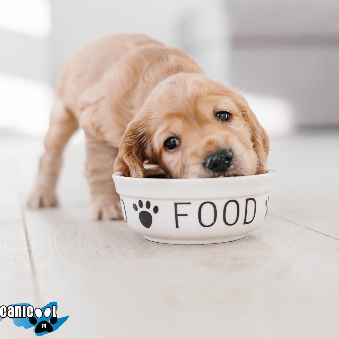 Tu as vu passer la publication sur les journées alimentation ? Tu te poses des questions ? Est-ce vraiment pour toi ? Fais le test proposé lien dans ma bio ! Ou demande à ce que je te l’envoie en mp #alimentationduchien #barf #rawfeeding #rationmenagere #mieuxnourrirsonchien #educationcaninepositive #comportementcanin #croquetteschien #annecy