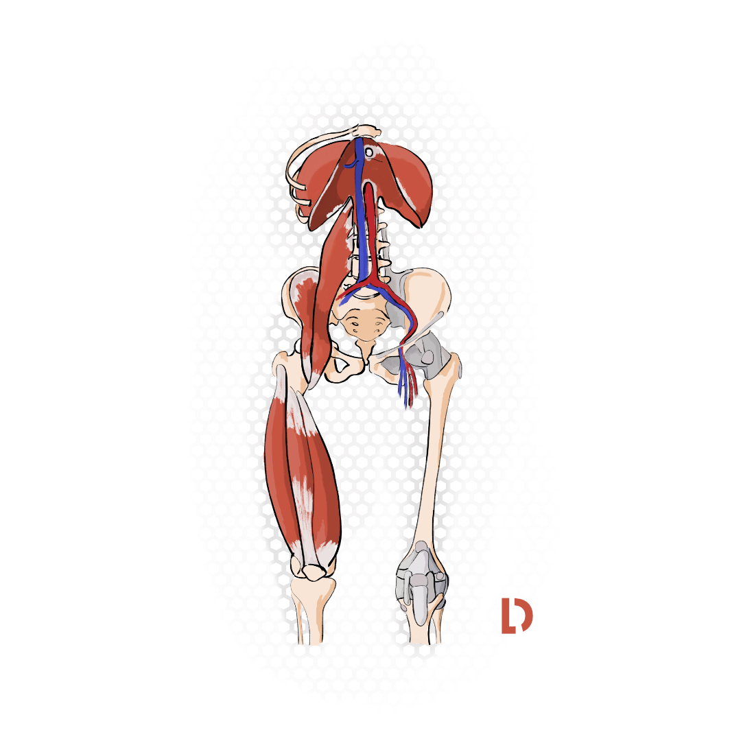 Die parietale Osteopathie umfasst den größten Teil der Osteopathie. Der Kapselbandapparat, die Gelenke und die Muskulatur stehen hier im Vordergrund der Befundung und Behandlung.
Verspannungen, Zerrungen, Bewegungseinschränkungen, Nervenkompressionen, Bandscheibenvorfälle und vieles mehr können behandelt werden.
Wichtig ist dabei unter anderem die Balance der drei Faktoren: Beweglichkeit, Dehnfähigkeit und Kraft. Ist ein Faktor zu stark oder zu schwach ausgeprägt, führt dies zu einer Dysbalance. Eine Häufung von Dysbalancen führt dann in der Regel zu Beschwerden. Diese zu finden, ist dann die Aufgabe der Osteopathie.
#osteopathie #osteopathischebehandlung #osteopathieberlin #osteopathieprenzlauerberg #ganzheitlich #gesundheitstipps #gesundheit #schmerztherapie #schmerz #manueletherapie #faszientherapie #rückenschmerz #psoas #iliopsoas #verspannung #zerrung #nervenkompression #gelenkschmerz #dysbalance #körper #anatomieilustration #anatomie #muskelspannung