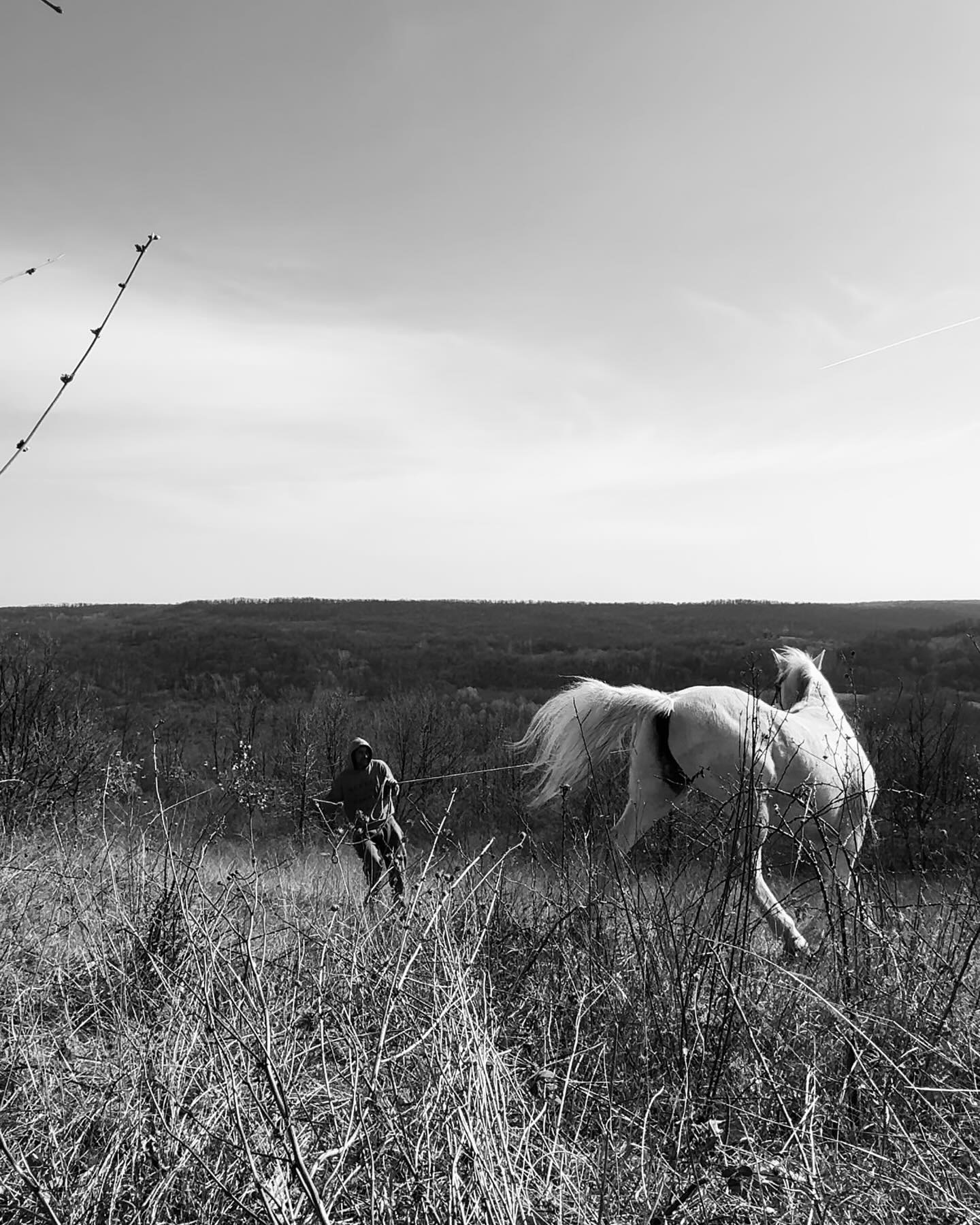 Lord’s daily training. Summer season is coming and his job will be to assist Petrica moving cows from one pasture to another in our wild meads. #wildromania #horses #regenerativefarming #grassfed #grassfedangus