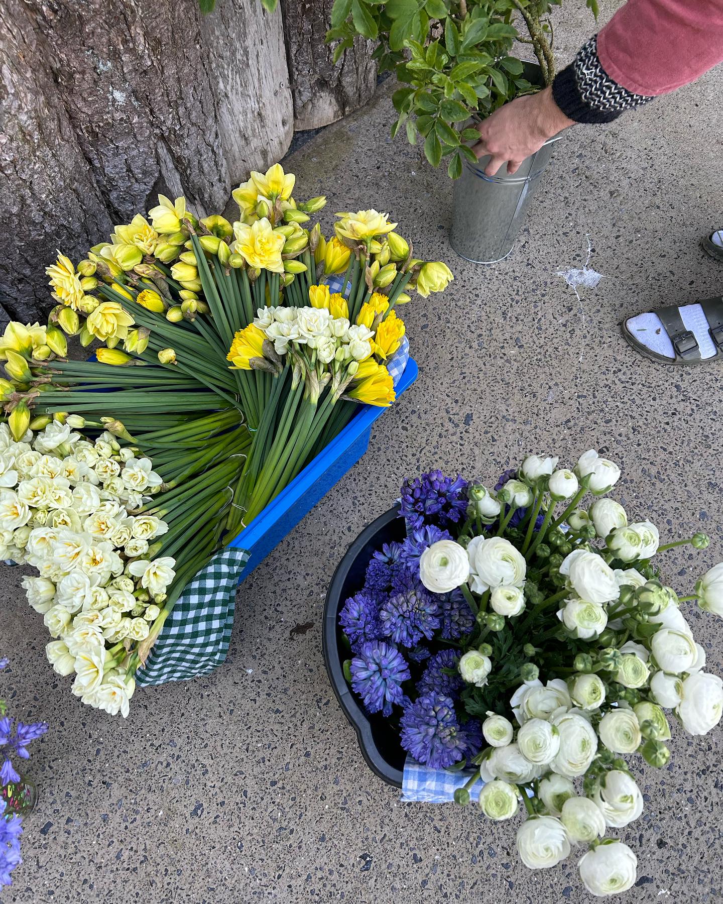 Dydd Gwyl Dewi Hapus pawb! Happy St David’s Day 🏴🌼🤎🍊 Proud to be Welsh 🥹