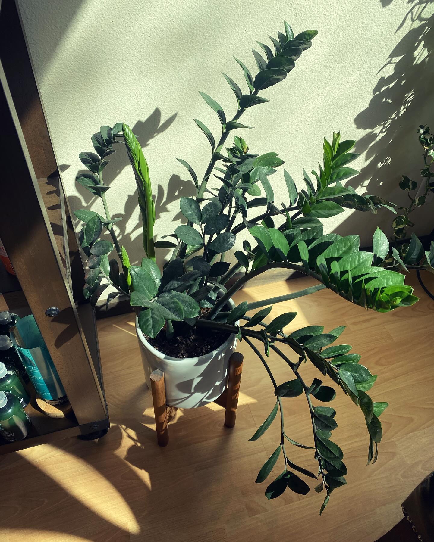 We hope everyone ‘s 2024 is off to new beginnings like this plant 🎉 new plant shoots make us so happy. They say “hi mama thanks for taking care of me “ our plants at #theparksalonsd are happy because of all our beautiful guests that visit them ❤️ #theparksalonsd #universityheightssd #northparknursery #sandiegosalons #happyplants