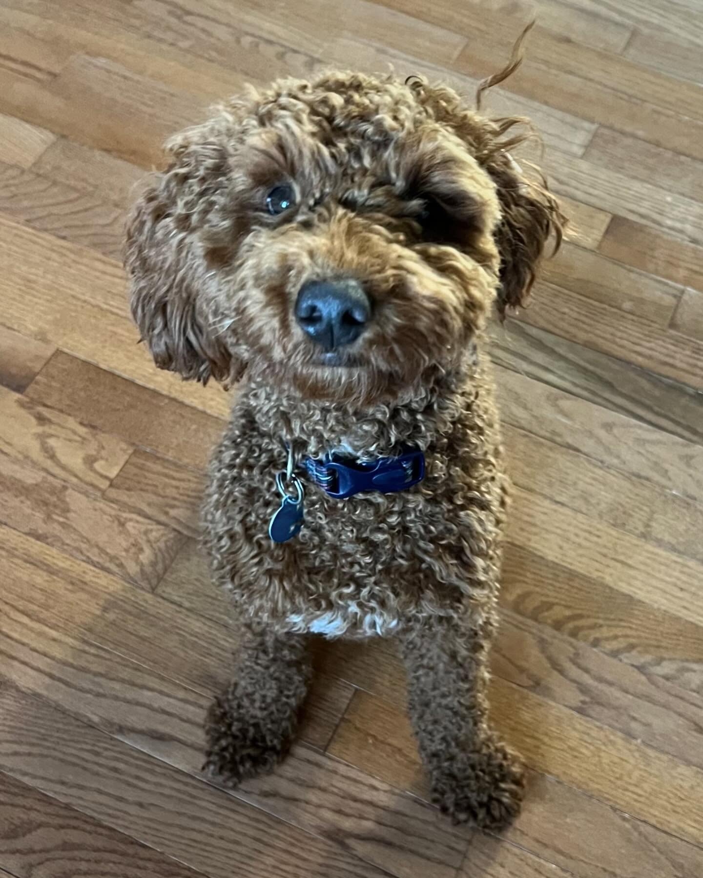 As he was struggling to learn to sit, his Guardian had a wonderful idea… “when he goes in his crate he sits,” she said. So we started to have him enter the crate and worked our way to saying “sit” right as he went into his auto sit mode. After many repetitions, he caught on. Next they were successful in cueing him to sit outside the crate. They’ve since generalized his sit to various places and circumstances. I’m so proud of these clients and their pup! 🐶👩🏻👧🏼