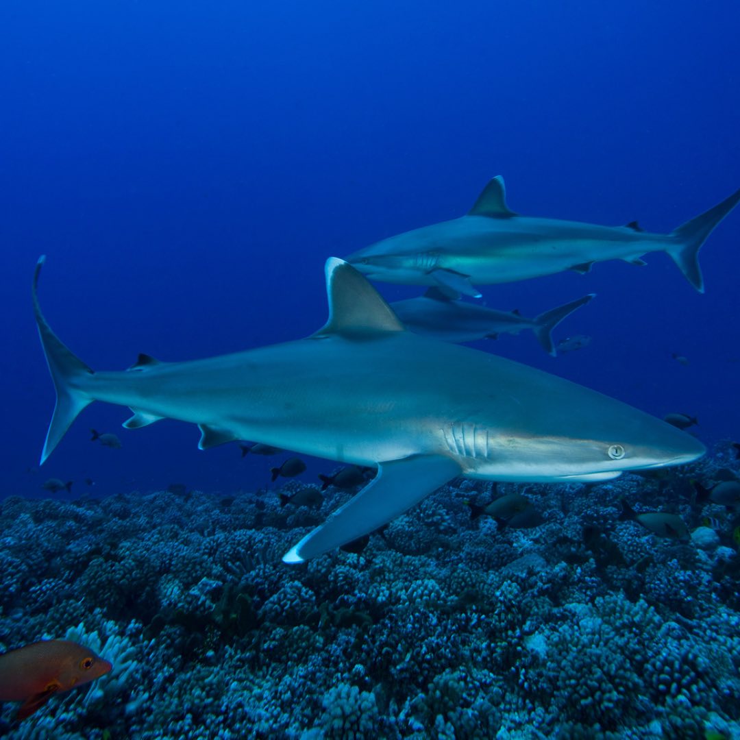 We’re kicking off our “Shark of the Month” series with the silvertip shark!
Silvertip sharks are large, slender sharks with long and broadly rounded snouts, which can easily be distinguished by the prominent white margins on their fins. They are known to be very aggressive and fast swimmers, diving quickly to depths of about 800 meters and resurfacing just as quickly. You can find these sharks near coral reefs and island reefs in the Indian and Pacific oceans.
For more information about silvertip sharks, check out https://www.sharksider.com/silvertip-shark/
#ToothlessSpearfishing #sharks #silvertipsharks #spearfishing #toothless #ocean #diving #nature #boating #spearo #protectnature #sealife #oceanlife
