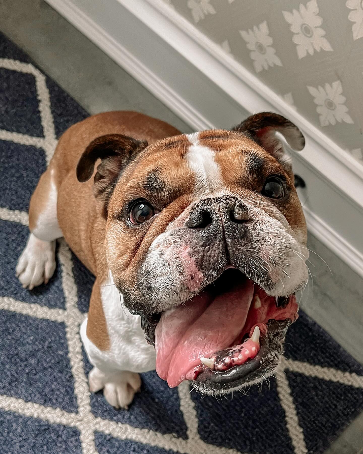 I love my day training clients so much! This guy and I have the best time on Thursdays! We’ve gone from mayhem to manners and trouble to tricks!