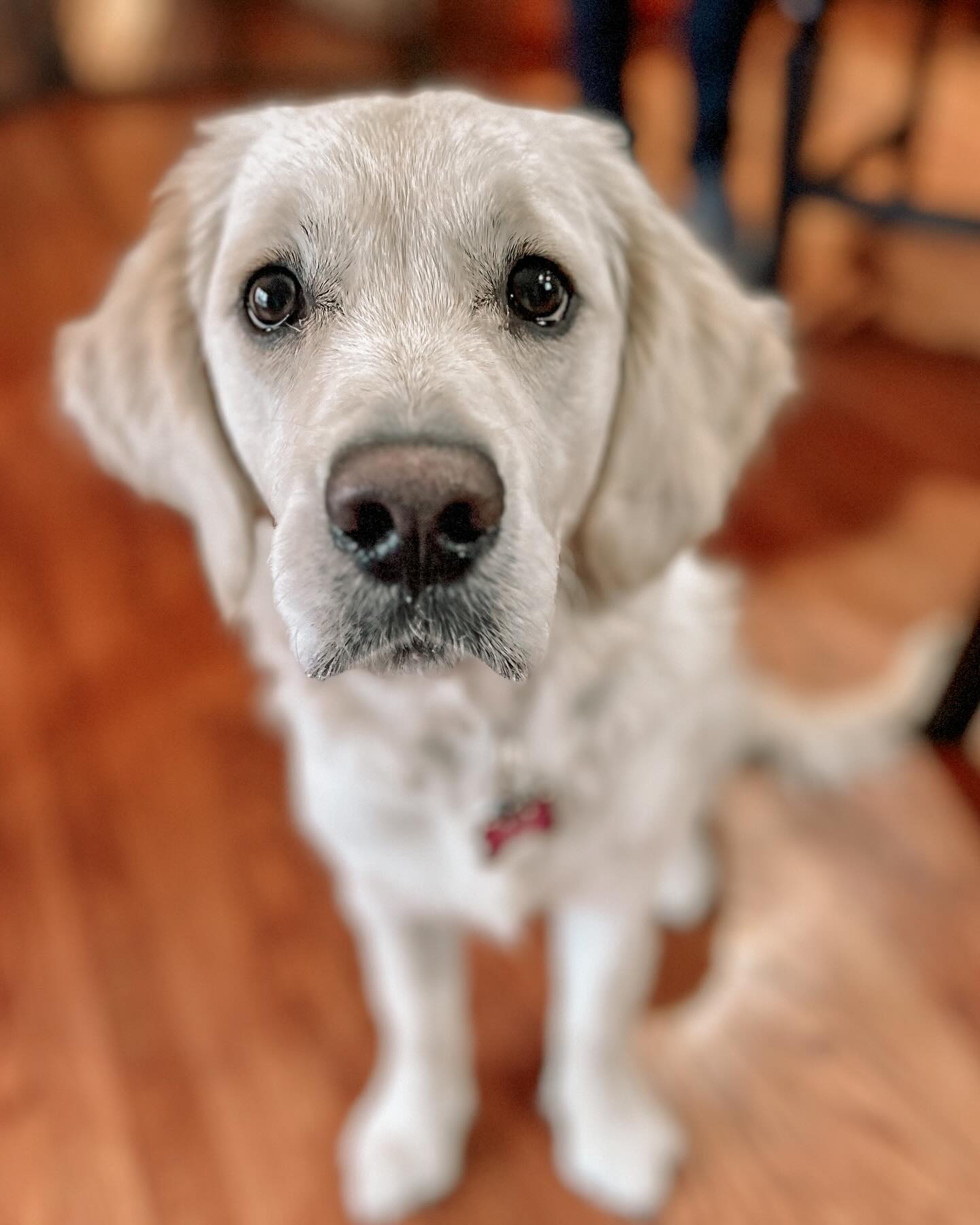 This beautiful girl and her Guardian are learning to use a clicker not only to train new behaviors, but also as it relates to the emotional association to its sound in challenging environments. It’s a spectacular tool to curb any puppy over-excitement to triggers in a stimulating experience such as an outdoor walk! 💙🌎