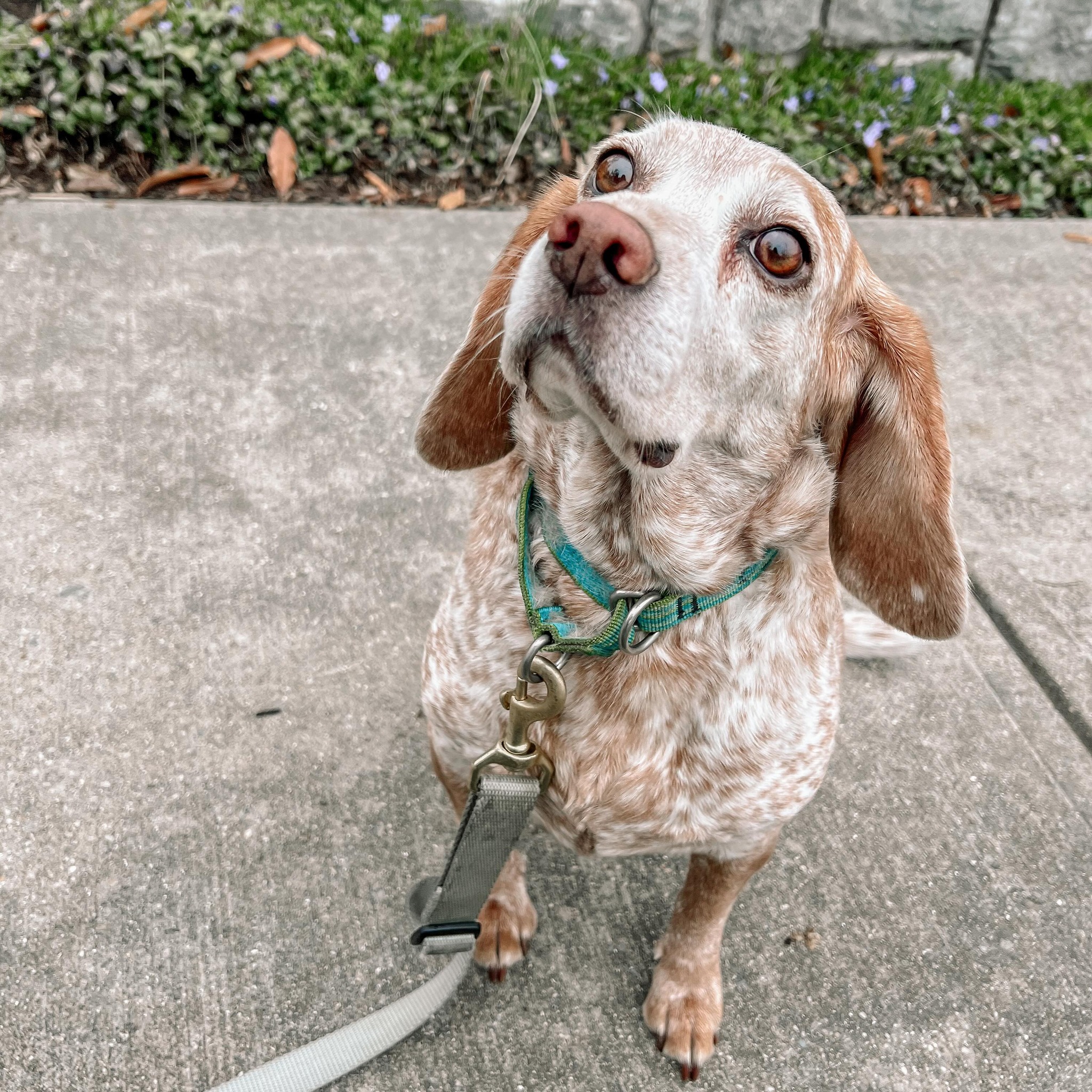 Another day training client who has a special place in my heart. She and I have been together for years! She’s gone from skittish to savvy. Things that were once fearful are now familiar. I am so proud of her and cherish our long relationship! 🐾🖤🐾