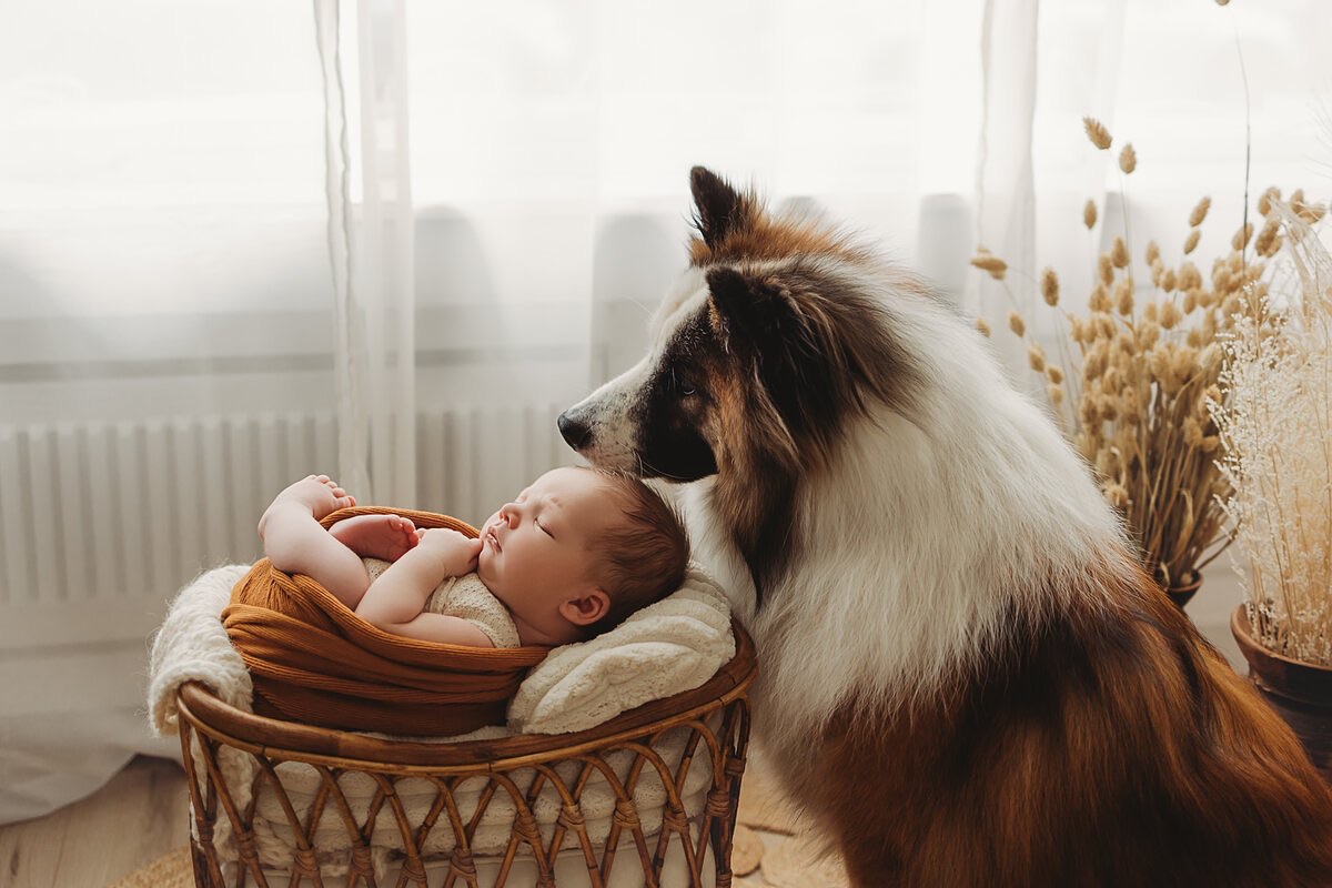 🤍 Lasst gerne mal ein Herzchen da, wenn ihr das Bild sehen könnt 😍
#newborn #newbornshooting #neugeborenes #neugeborenenfotografie #neugeborenenshooting #familienshooting #familienleben #hundeliebe #besterfreunddesmenschen #hellobaby #baby2024 #bochum #ruhrgebiet #essen #herne #hattingen