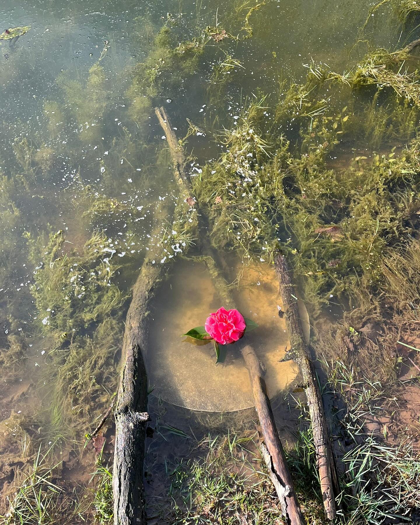 Gracias a la Vida
Gracias al Amor
🐚🪻❄️❤️🔥🌸🍐🌺🕸️🕉️🫀🪷🐍🪐🏔️🌀
.
.
.
#chamanisme #chamanismetambour #magie #ame #retraite #amour #spiritualite #nature #broceliande #paimpont #tambourchamanique #foret #pachamamalove #pachamama