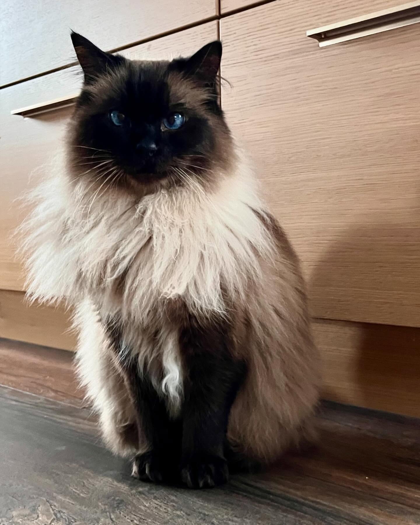 This is Mr. Jones, my sous chef. He runs the place, I just live here 😂 📸 lucky for me he loves to model.
#cat #catsofinstagram #mobilephotography #homephotography #kitchen #ragdoll #jones