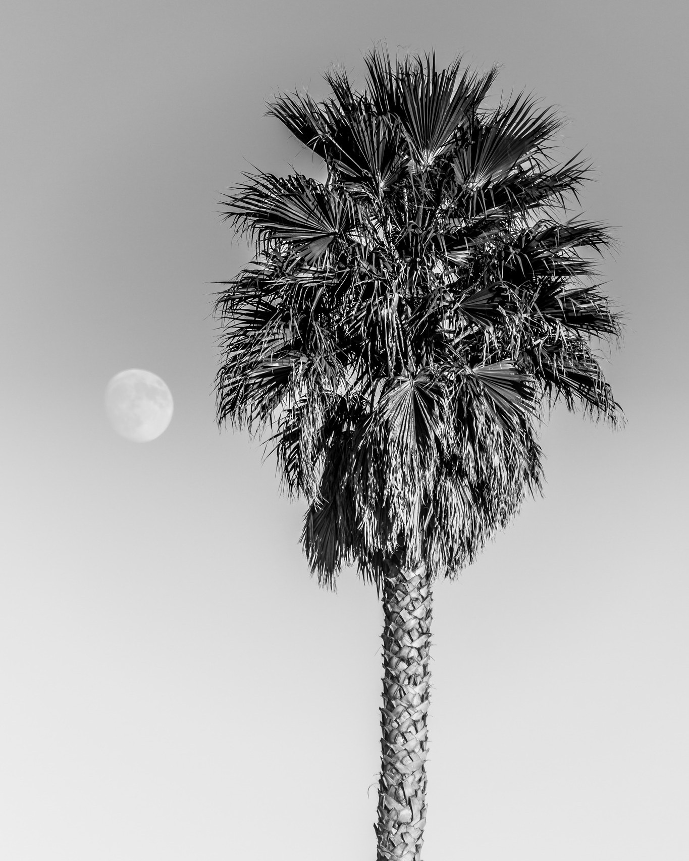 California Dreaming I Throwback to these California Roadtrip I 2019
#californiadreaming #roadtrip #roadtripusa #santacruz #california #palmtree #moonlight #blackandwhite #canon #liveforthestory #canondeutschland #madewithlightroom