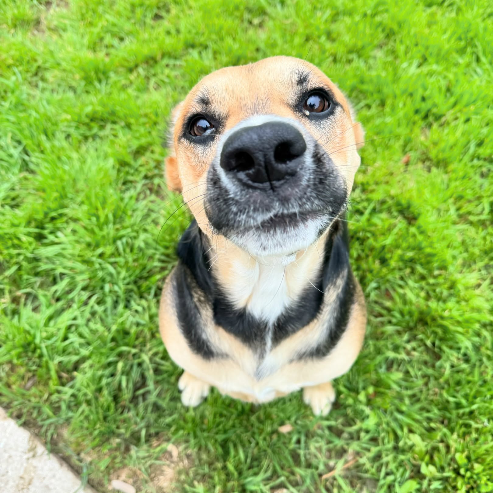 This is Bunny.
#petsitting #petsitter #boerne #sanantonio #doglover #dogsofinstagram #rescuedog