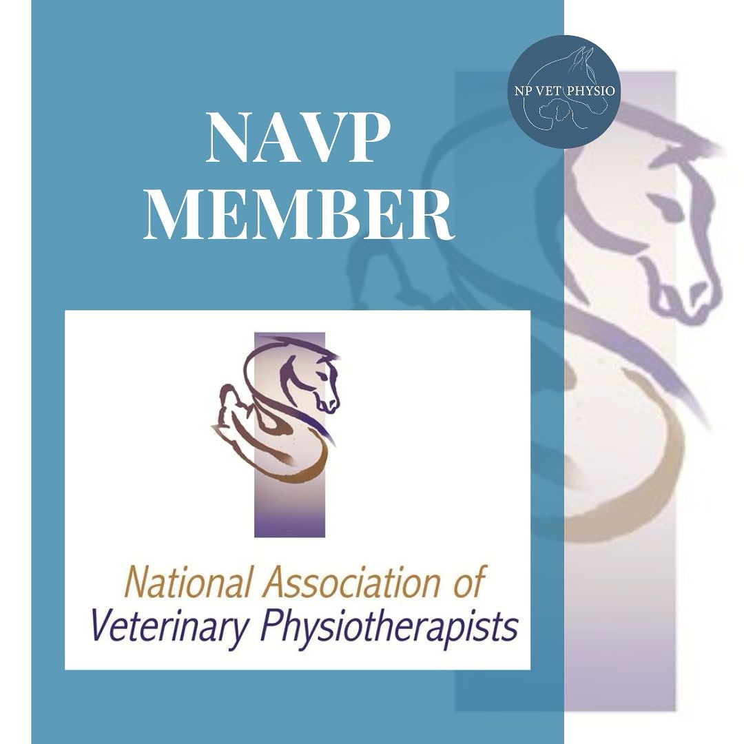 I am pleased to say that I have renewed my NAVP (National Association of Veterinary Physiotherapists) membership for another year ✅.
Membership means I am suitably qualified, insured and that I complete a minimum of 25 hours’ continued professional development (CPD) per year. Membership also requires practitioners to uphold professional standards within practice and keep up to date with industry news ✅.
#vetphysio #veterinaryphysiotherapy #npvetphysio #navp #navpmember #horsephysio #dogphysio #equinephysio #caninephysio