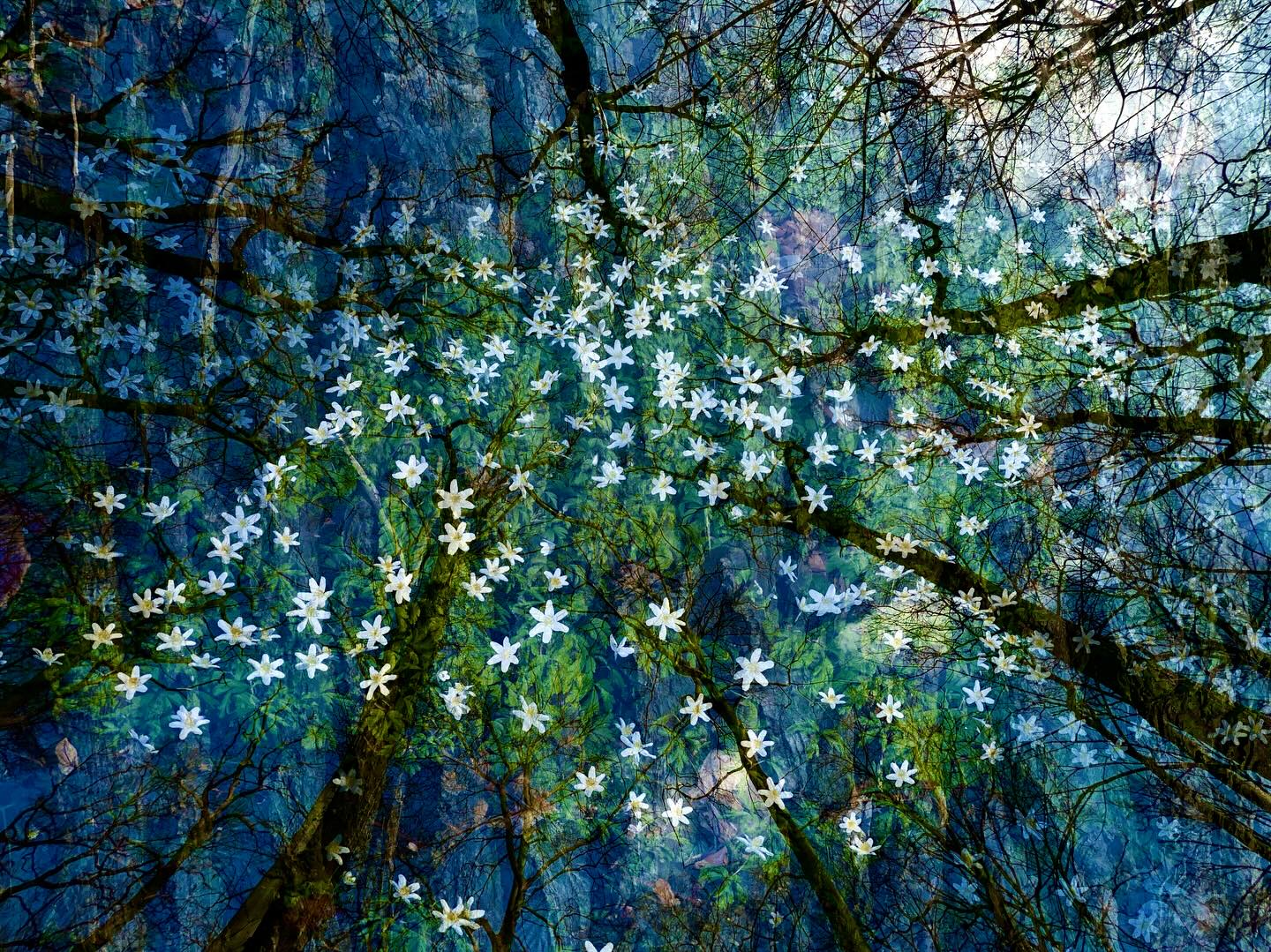 … SPRING IS COMING … #experimentellefotografie #multiexposure #nophotoshop #incamera #mehrfachbelichtung #visualart #fineartphotography #eilenriede #abstractart #inmotion #experimentalphotography #motion #fineart #ilovehannover #hannover #artography #camerapainting #sun #lettherebelight #shadows #sunlight #celebrationoflight #ontheroad #trees #beautyofnature #driveby #drivebyshooting #sun #flowers #sunlover #sun #buschwindröschen