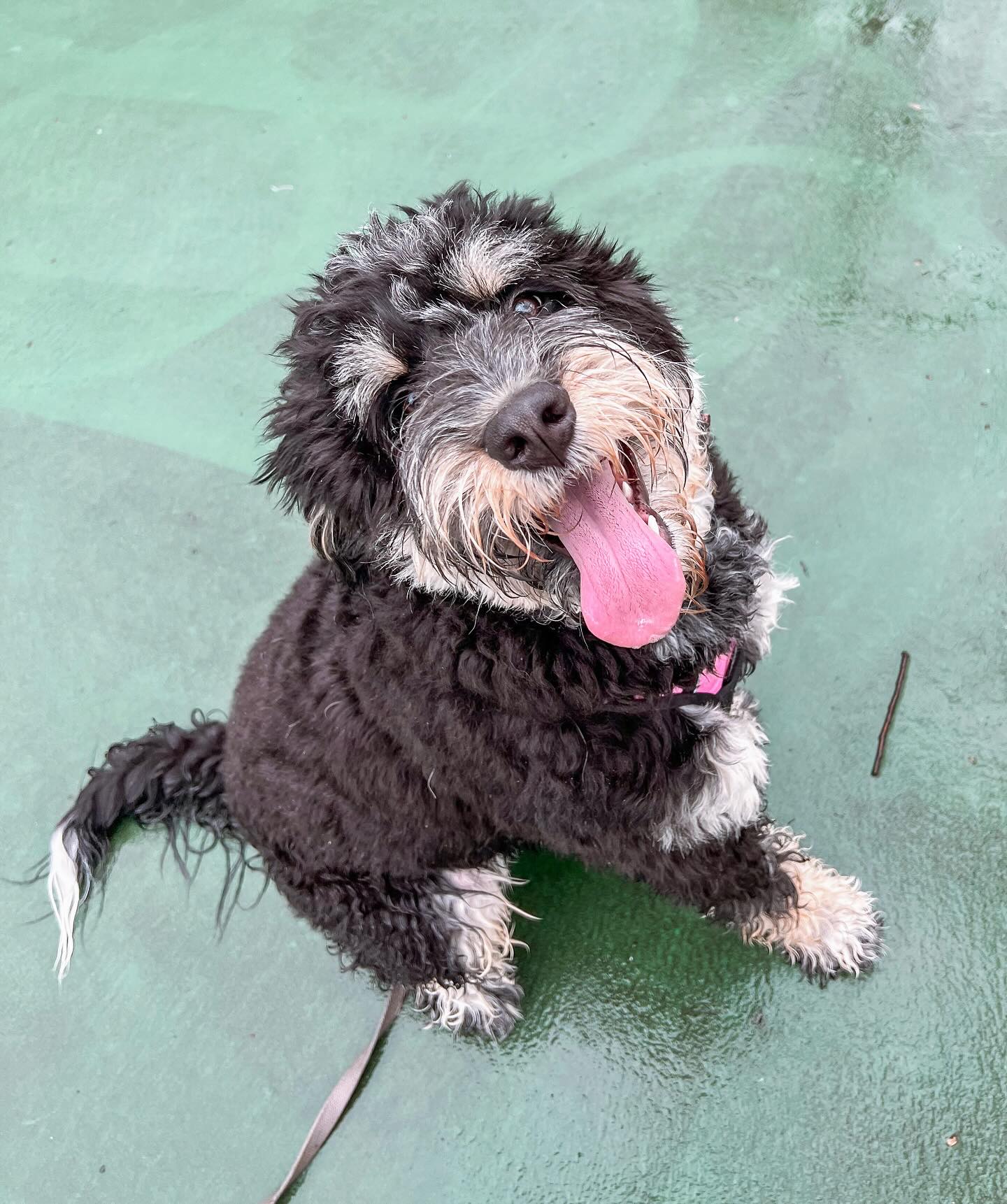 My newest day training client!
What is day training you might be wondering?
Instead of the Guardian being directly involved in the training sessions, I take on the responsibility of working with the dog on various cues, behaviors, and skills at minimum twice a week. Each session includes a loose-leash walk (for either training purposes, including reactivity support or enrichment). After the session, I provide a recap and guidance (via notes and videos) on how to maintain and reinforce the training.
Day training can be a convenient option for Guardians who may not have the time or circumstances to train their dogs effectively. It allows for consistent training and can be especially beneficial for addressing specific behaviors by a pro. I love the relationships I get to build by spending one-on-one time with day training client pups! 🐶♥️👱🏻♀️