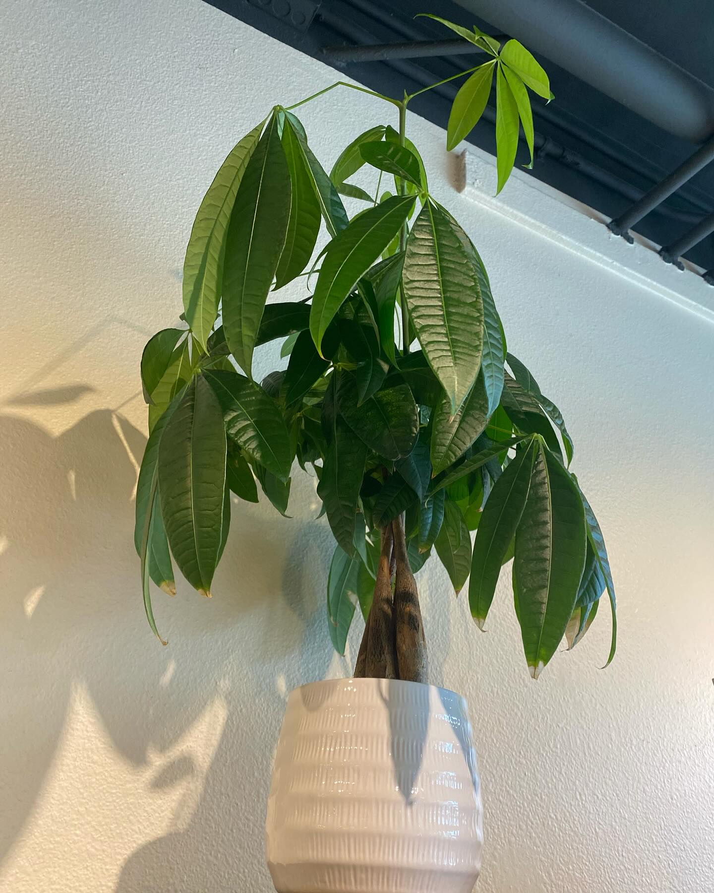 We hope you’re doing as great as this money tree 🎉 she is ready to SPRING FORWARD! Even plants grow and evolve. She is ready for a new pot and new place to call home. Our plants get the same treatment as our guests. They get regular cuts and lots and lots of love. We hope you are growing just like our money tree. After all….It is the year of financial growth 😉. #theparksalonsd #moneytreeplant #growth #salonlife #universityheightssdsd #northparknursery #sandiegosalonstudios