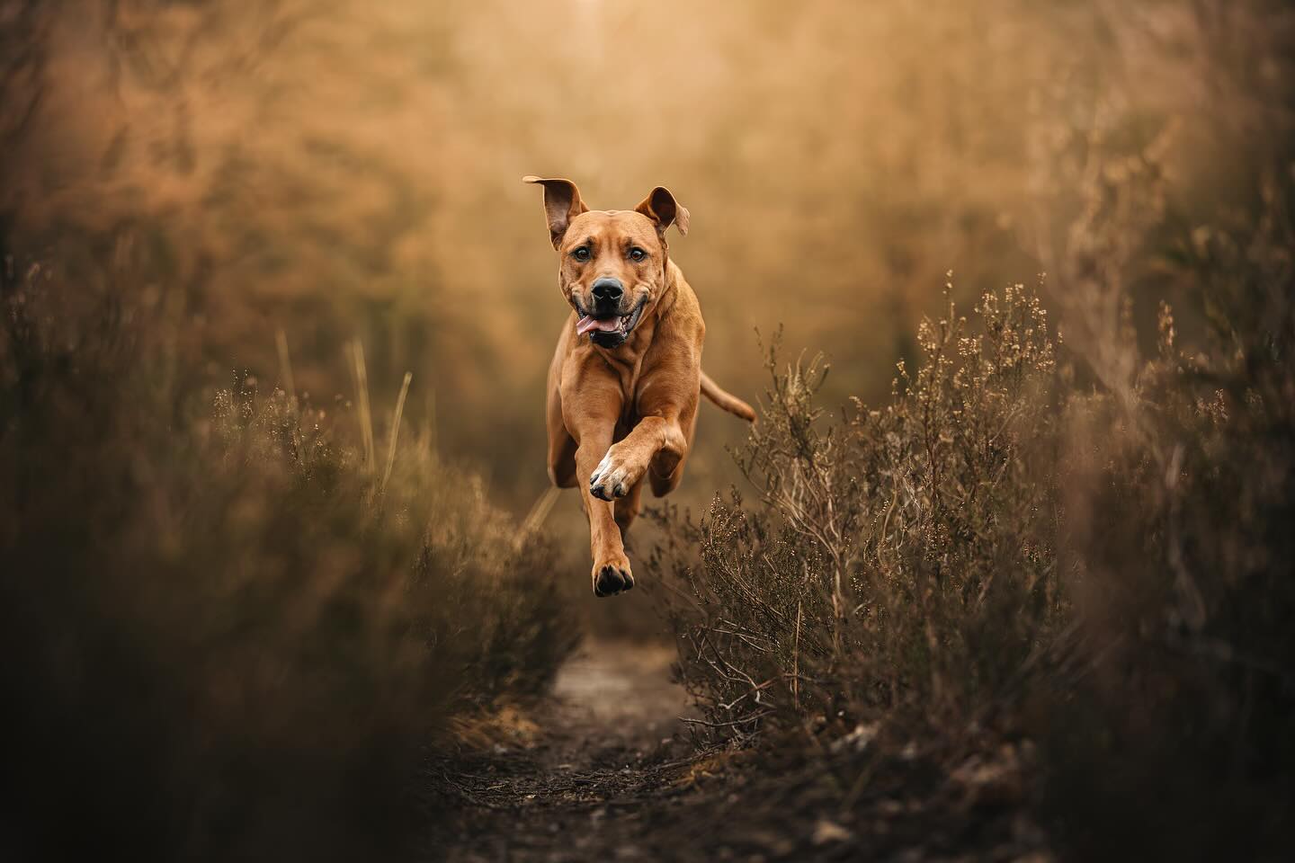 LARA💥
Aan energie en enthousiasme geen gebrek, Lara was een spring in het veld 🐾
——————————————
#dog #cute #rhodesianridgeback #photography #photographer #camera #photo #sigma #canonnederland #canon @canonnederland #zoomnl #chipfotofeed #foto27nl #cameranu_nl @zoomnl #cameraland_nl @cameraland_nl @cameranu_nl #kameraexpress @kameraexpress #kecommunity #dogphotography @chipfotomagazine #dogphotographycontests
